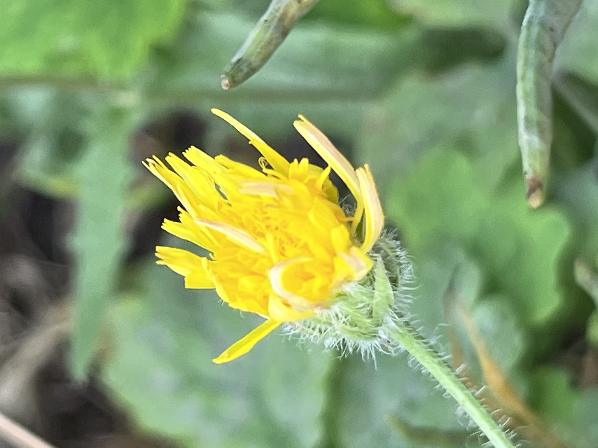 A close-up, eye-level shot captures a vibrant yellow flower with delicate petals. The flower, which appears to be a dandelion or a similar species, is in the process of opening. Its stem is green and covered in fine, white hairs. The background is a soft blur of green foliage, suggesting an outdoor setting in Dnipro, Ukraine, possibly in a park or garden. The lighting is natural, highlighting the bright color of the flower. No people or animals are visible in the frame.