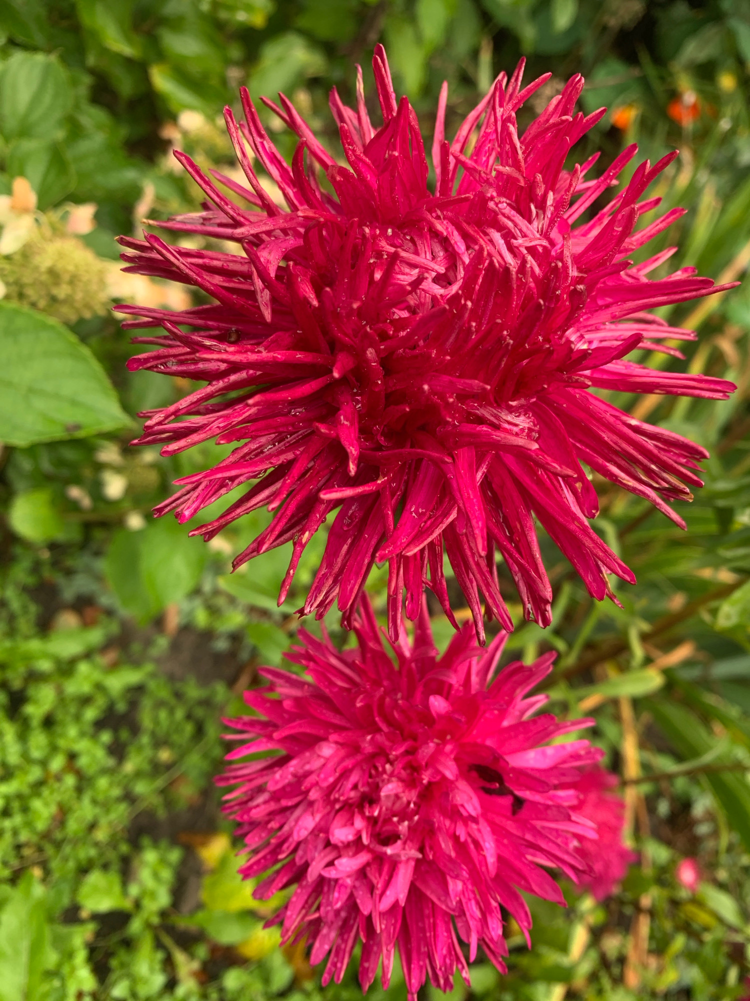 In the city of Novostroika, Russia, two vibrant pink aster flowers are in full bloom, showcasing their spiky, needle-like petals. The foreground is dominated by the larger, top flower, its petals glistening with water droplets, suggesting recent rain or dew. Behind it, a smaller aster is partially visible, also a rich pink hue. The background is a lush, green garden with soft, out-of-focus foliage and hints of other floral elements. The overall scene is one of natural beauty and freshness, captured in a close-up perspective.