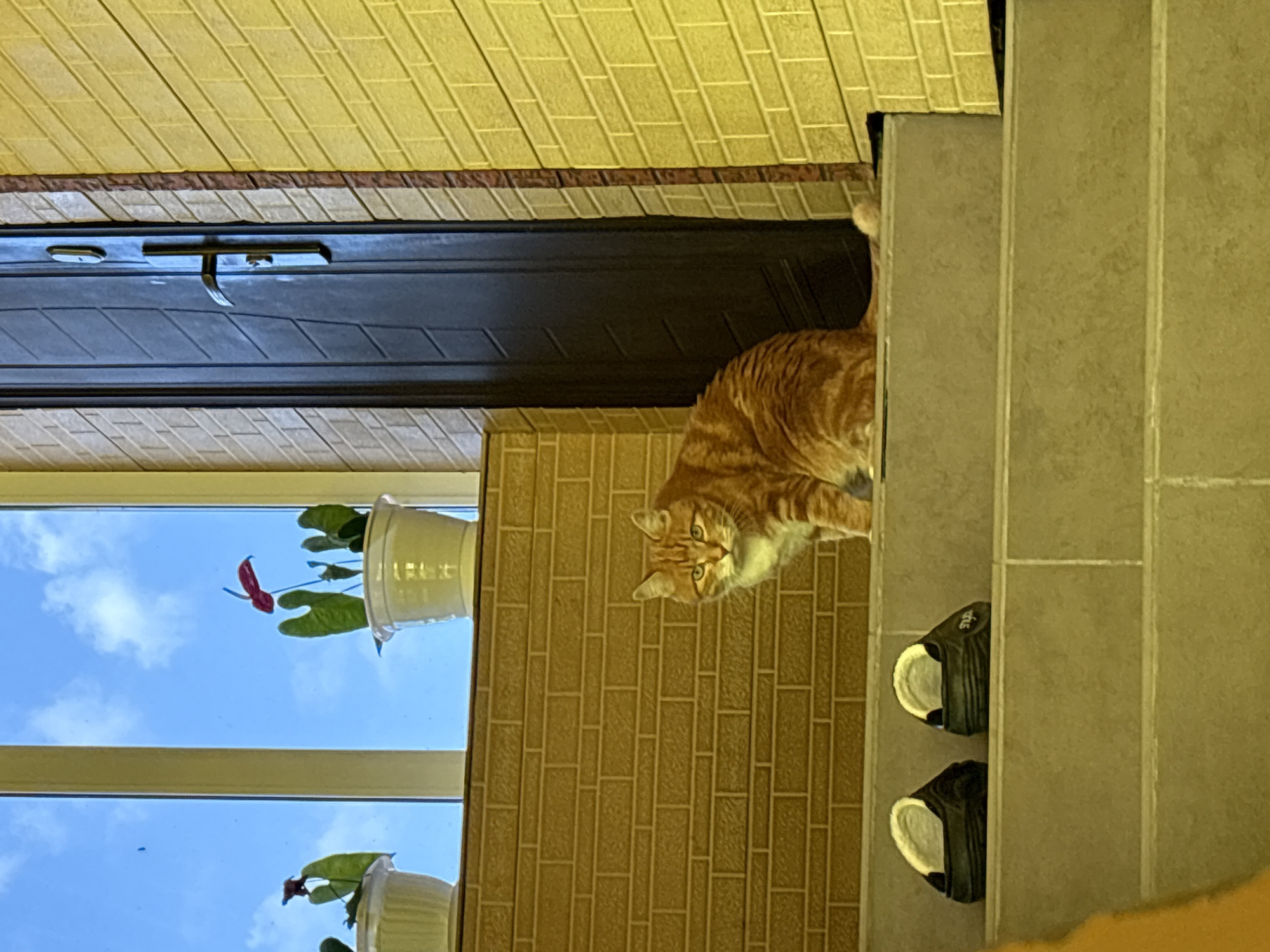 An orange tabby cat sits on the top step of a concrete staircase. The cat is facing forward, looking directly at the camera. Behind the cat, to the left, is a window with two potted plants. To the right of the cat is a dark-colored door set into a yellow brick wall. On the steps below the cat, there are two black clogs with white interiors. The overall scene appears to be an exterior view of a building entrance. The image was taken in Razdolnoye, Russia.