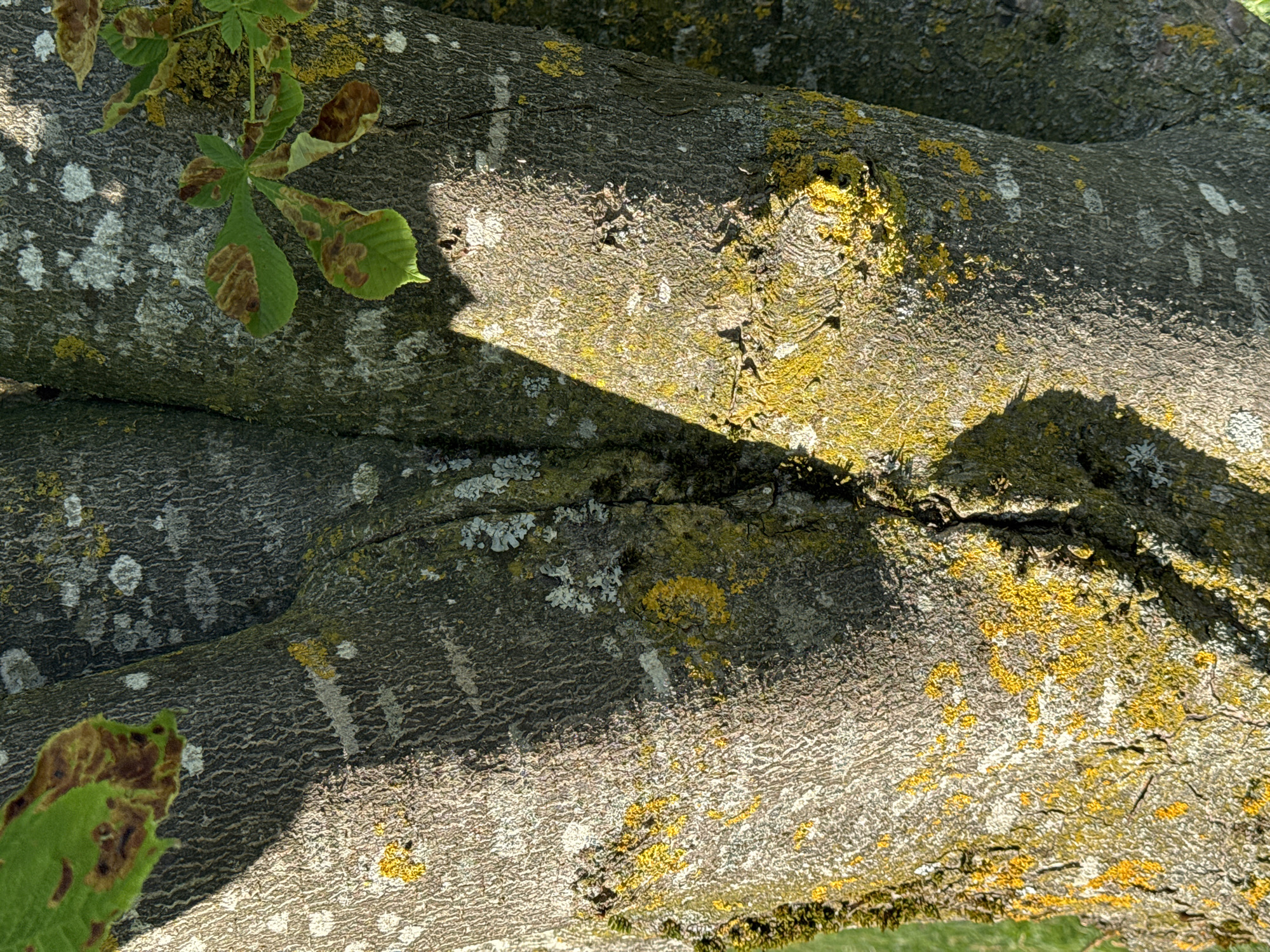 The image shows a close-up view of the bark of a tree in Wettstetten, Germany. The bark is rough and textured, with patches of green moss and yellow and white lichen growing on its surface. There are also some brown, dry leaves visible, suggesting that it may be autumn or that the tree is experiencing some stress. The tree appears to be split into multiple trunks, creating interesting shadows and highlights on the bark. The overall impression is one of a natural, aged element within an urban or semi-urban environment.