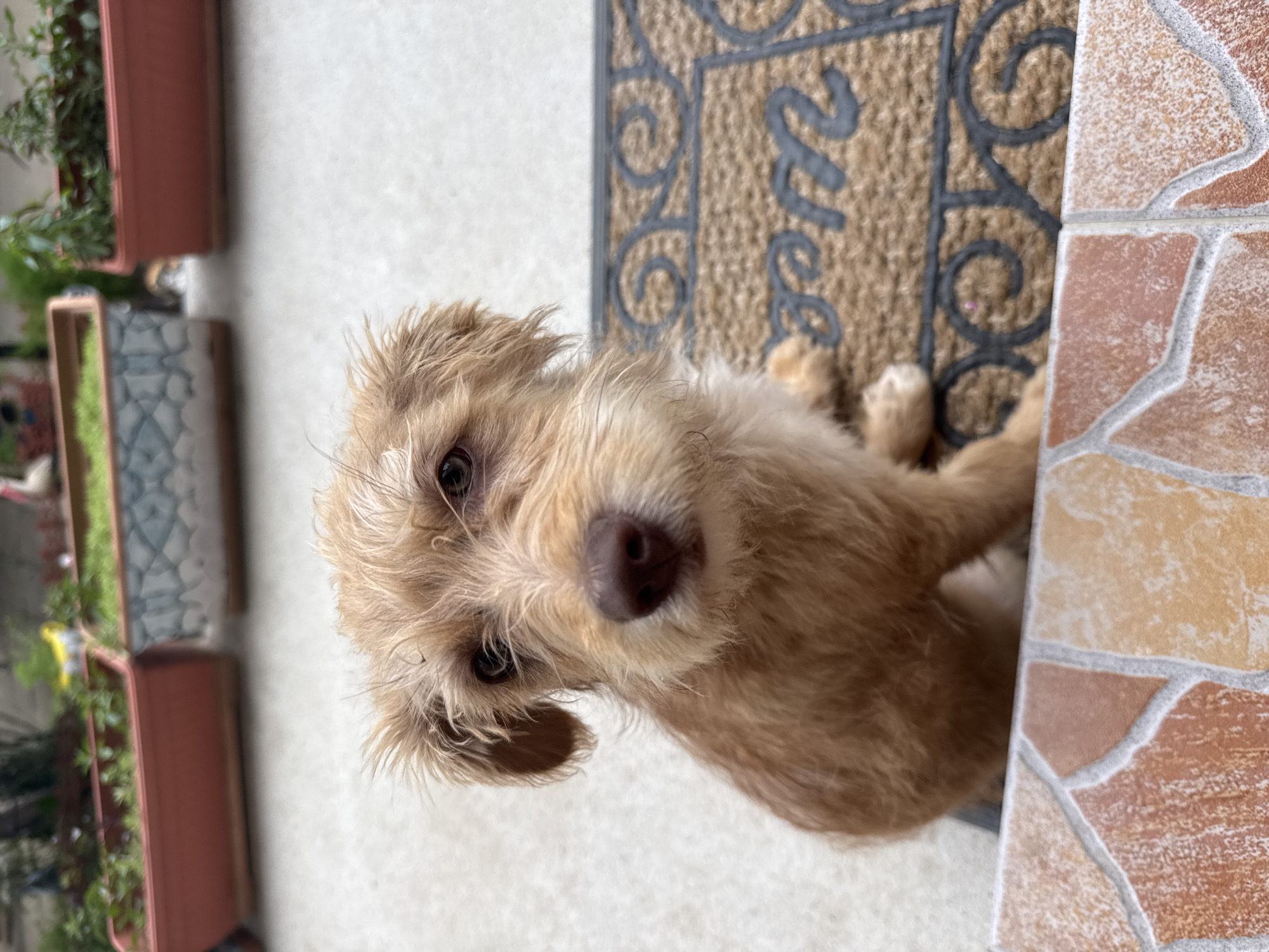 A small, light-brown, terrier-type dog with scruffy fur is seen from above, looking up at the camera. The dog is standing on a doormat with a floral pattern and the word "Welcome" visible. To the left of the dog and doormat are several rectangular planters containing greenery. To the right, there is a mosaic tile border consisting of multi-colored stones. The background surface is light grey. No people are visible in the image. The precise location in Dolna Oryahovitsa, Bulgaria cannot be determined with this visual information.