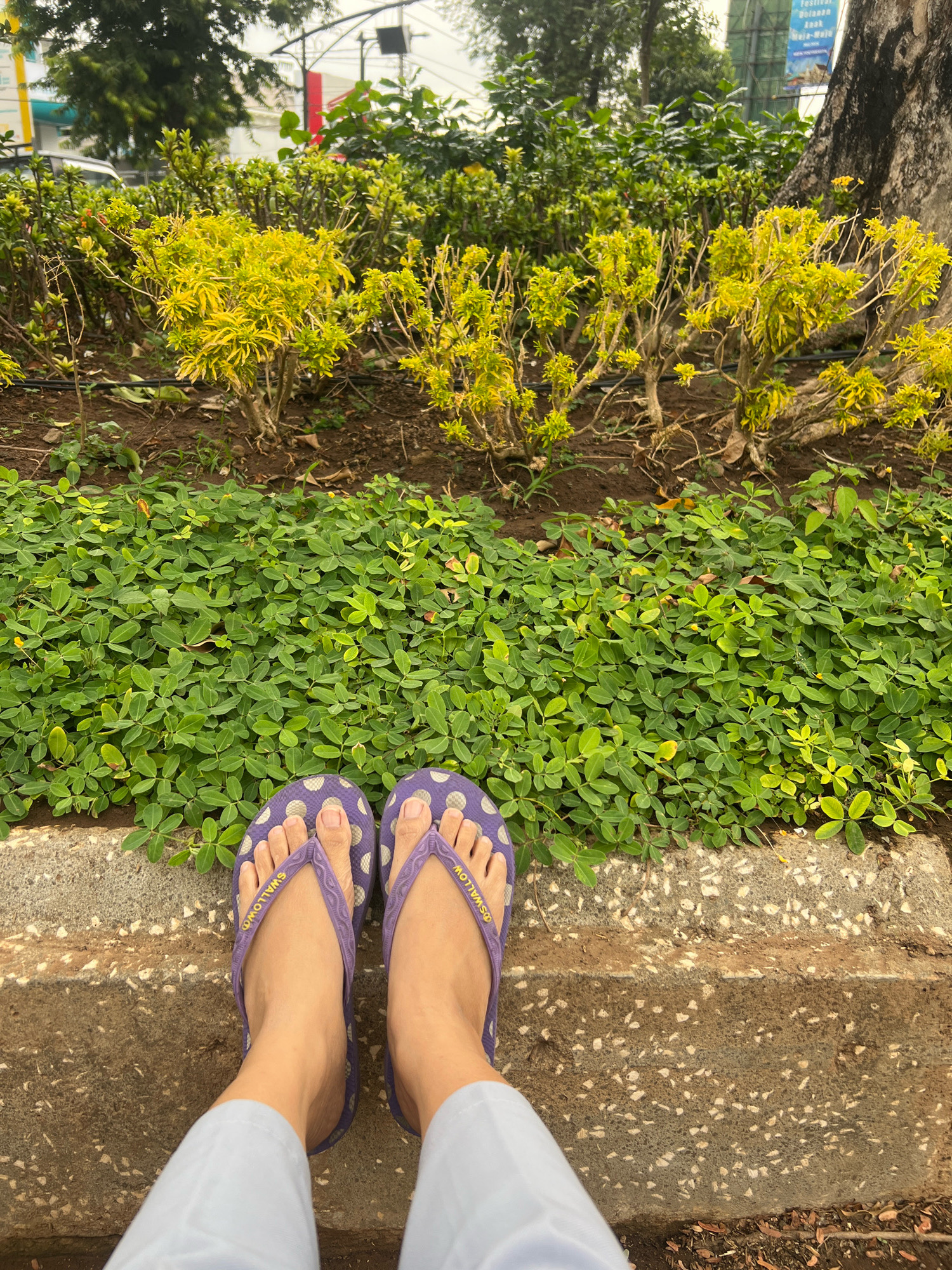 A low-angle, eye-level shot captures a pair of feet adorned with purple polka-dot flip-flops, positioned on a textured concrete ledge. Behind the feet, a dense, green ground cover of small-leafed plants stretches across the frame. Beyond this, a row of yellow-leafed bushes creates a vibrant contrast against the darker greens of larger trees and foliage in the background. A glimpse of a billboard with Indonesian text and a cloudy sky is visible at the top. The overall impression is of an outdoor urban green space, potentially a park or garden area within the city of Yogyakarta, Indonesia.