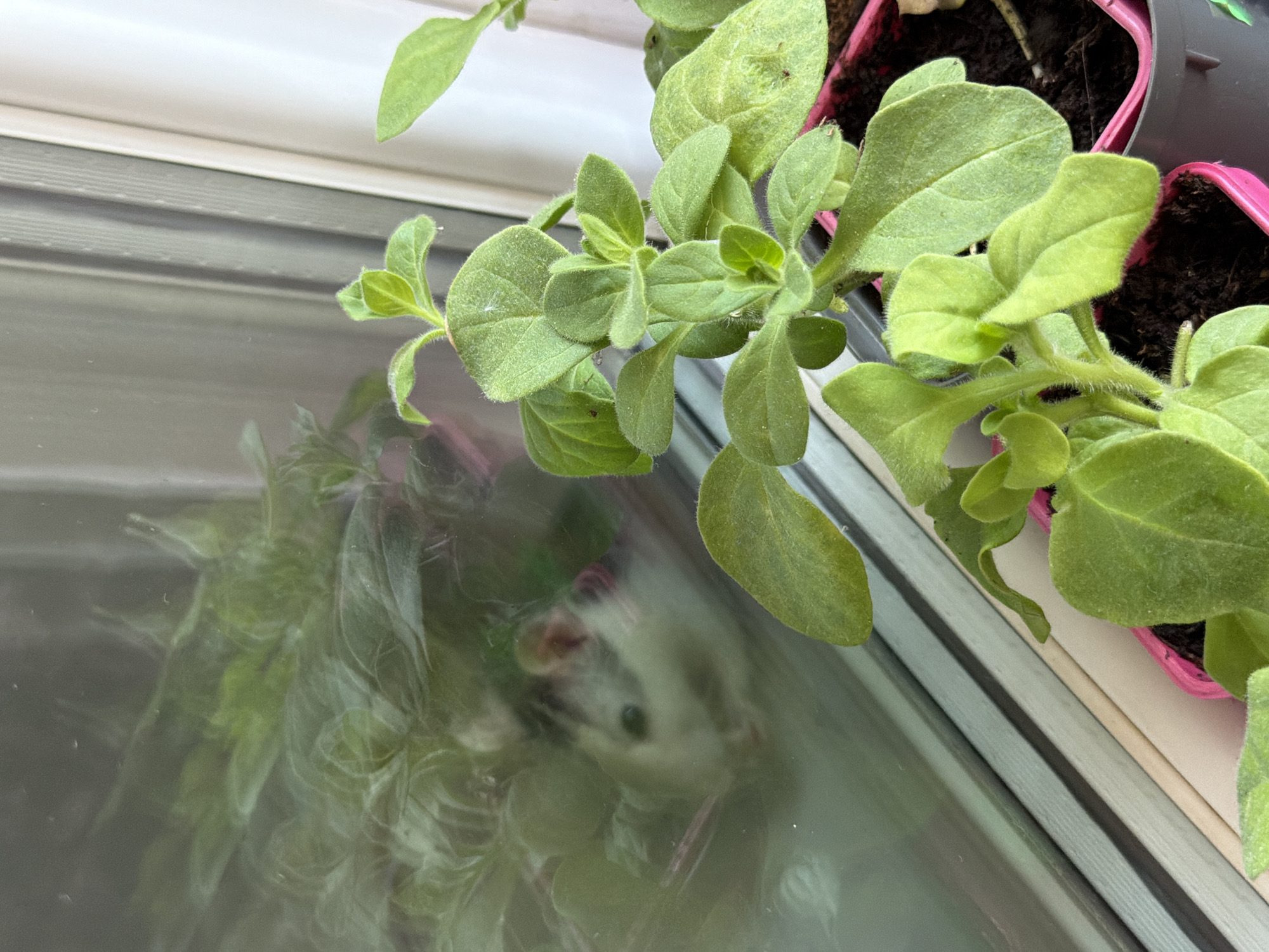 A high-angle, indoor photograph shows green-leafed plants in pink pots positioned on a white windowsill. The plant is reflected in the glass below the windowsill. A small white rodent, possibly a mouse or rat, is visible in the reflection. The specific location in Chaikovsky, Russia cannot be determined from the image.