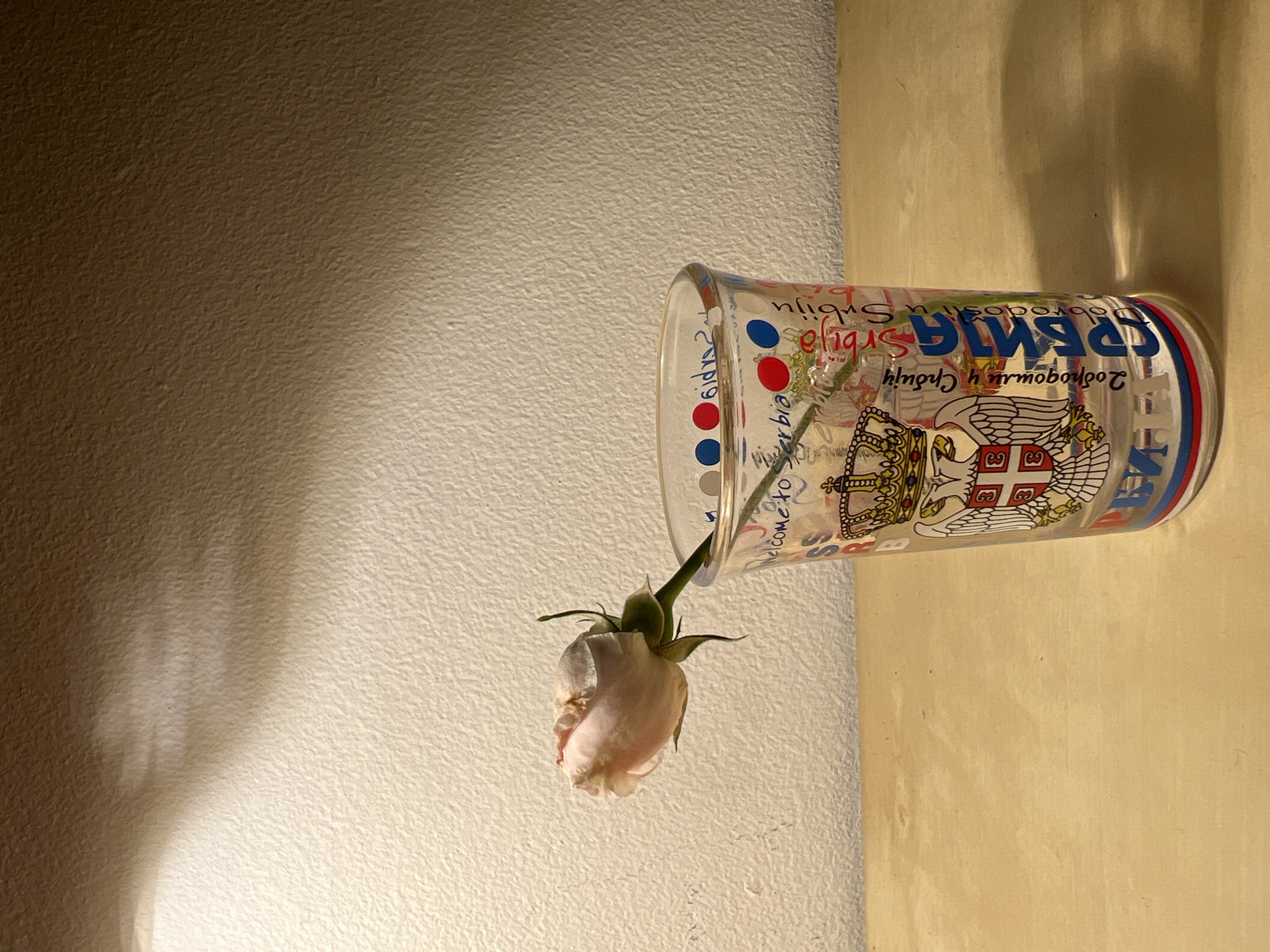 A close-up, eye-level shot depicts a single, pale pink rosebud resting in a clear glass. The glass is adorned with colorful graphics, including what appears to be the coat of arms of Serbia, with its double-headed eagle and shield, and the word "SRBIJA" in large blue letters. The rosebud, with its delicate petals and green stem and leaves, is positioned to the left of the glass, creating a soft, romantic visual. The background is a textured, off-white wall, illuminated by a warm, overhead light source, casting a subtle shadow pattern on the wall. The foreground shows a light-colored wooden surface, likely a table or shelf, adding a natural and warm element to the composition. The overall scene conveys a sense of quiet contemplation and delicate beauty. There is no discernible location in Sofia, Bulgaria.