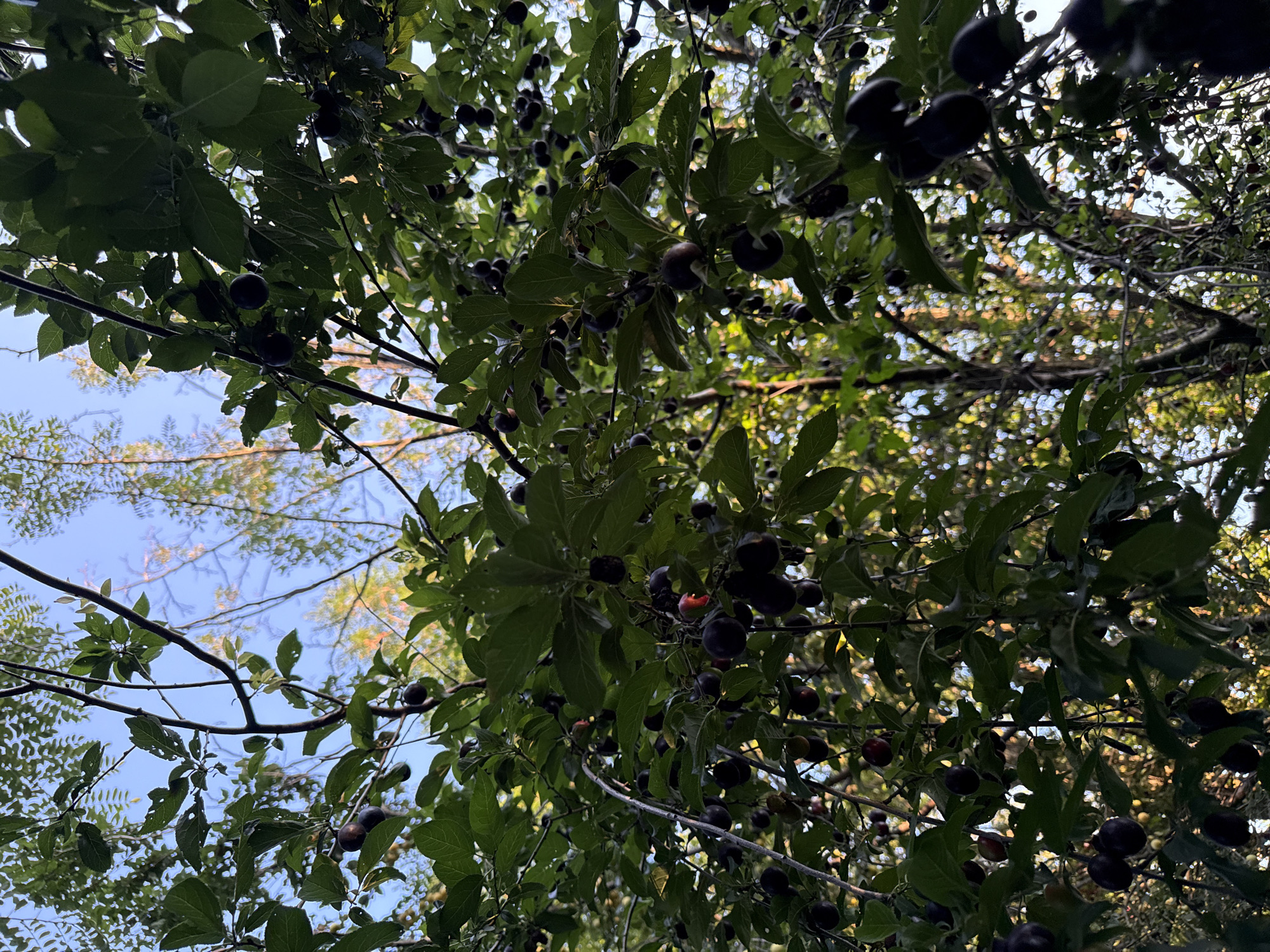 A low-angle, close-up shot captures a cluster of dark, ripe plums hanging from a leafy tree. The plums are clustered together on branches, with some partially obscured by leaves. The background shows a bright blue sky peeking through the foliage, with hints of sunlight filtering through the trees, creating a dappled effect. The overall impression is of a natural, outdoor scene, likely in a garden or orchard.