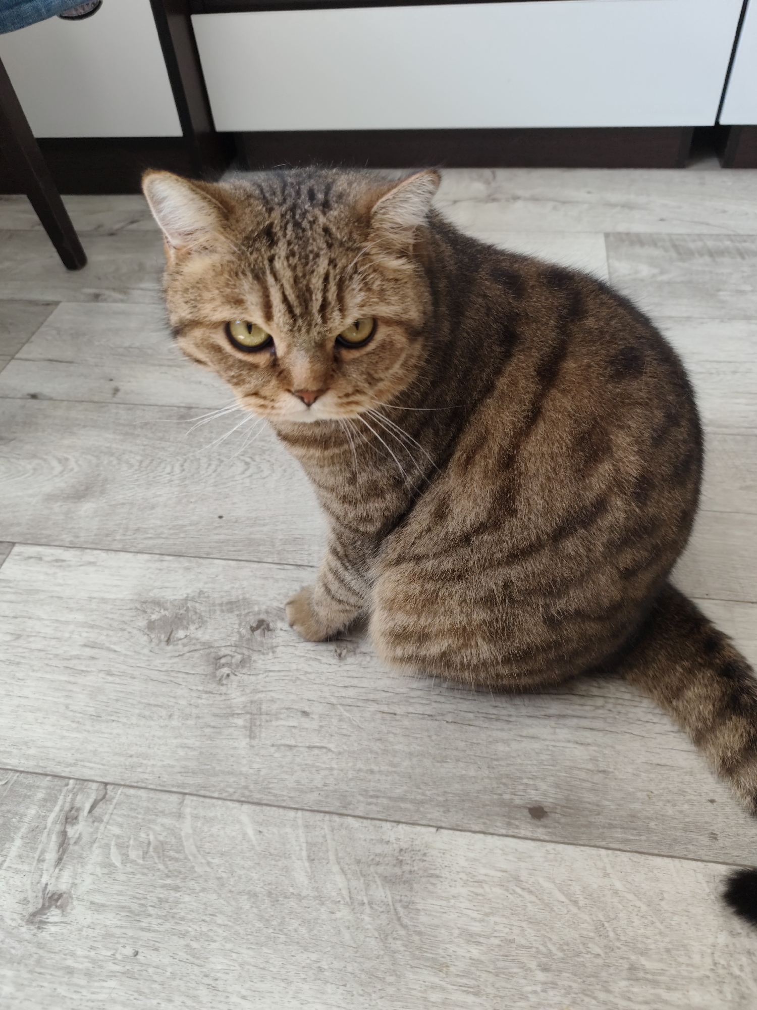 A tabby cat with golden eyes sits on a grey wood-patterned floor. The cat is facing the camera, with its body angled to the right. Its fur is brown with darker tabby markings. The cat's tail is partially visible, extended to the right. In the background, there is a white cabinet with dark trim and a dark chair leg. The scene is indoors, likely in a residential setting within the city of Komsomolsk-on-Amur, Russia. There are no people visible in the image.
