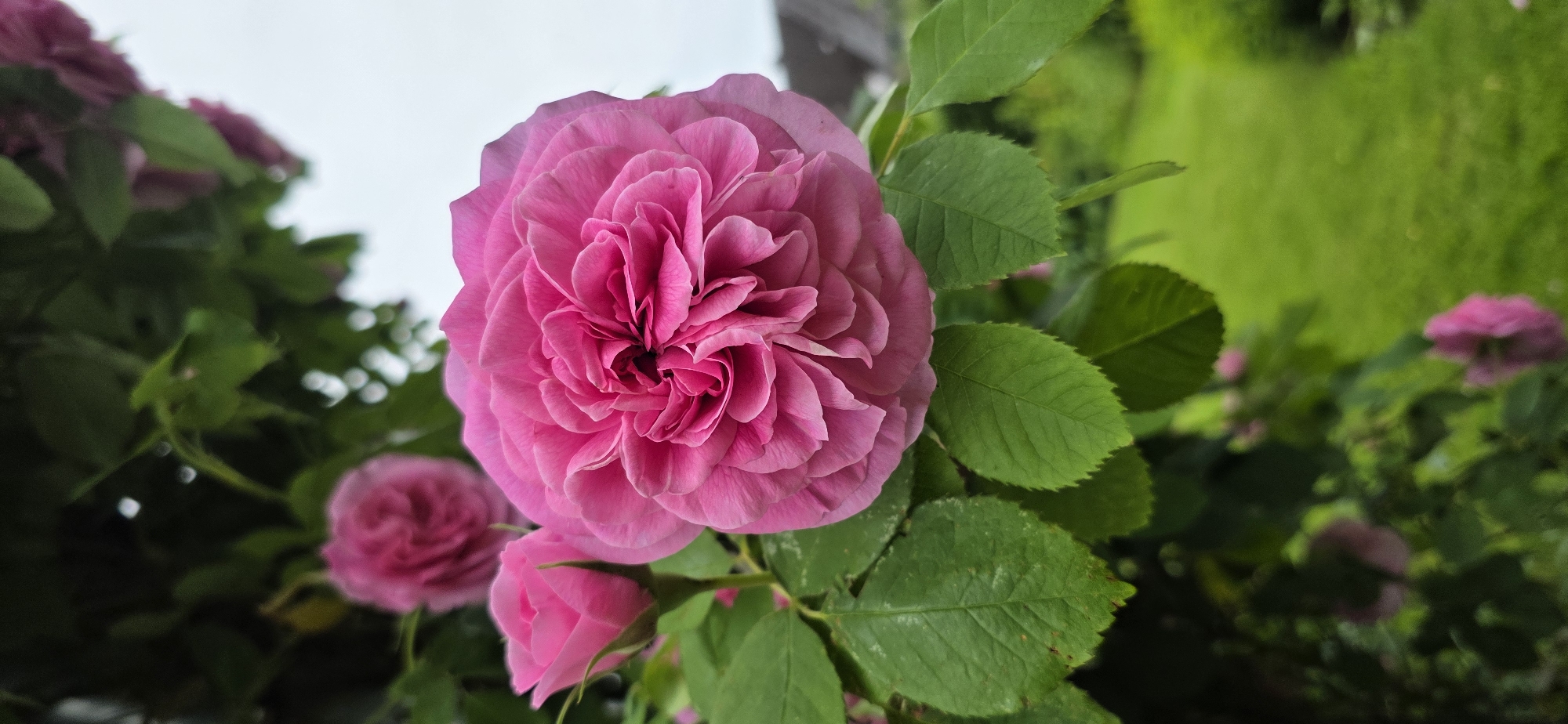The image shows a close-up view of a pink rose in bloom, with several other pink roses and green leaves visible in the background. The rose is the primary subject, with its intricate petals taking up a significant portion of the frame. The background is blurred, suggesting a shallow depth of field, and includes elements of foliage, possibly a garden, and a hint of a building. The scene appears to be outdoors, likely in a garden setting. The image was taken in Maasbüll, Germany.