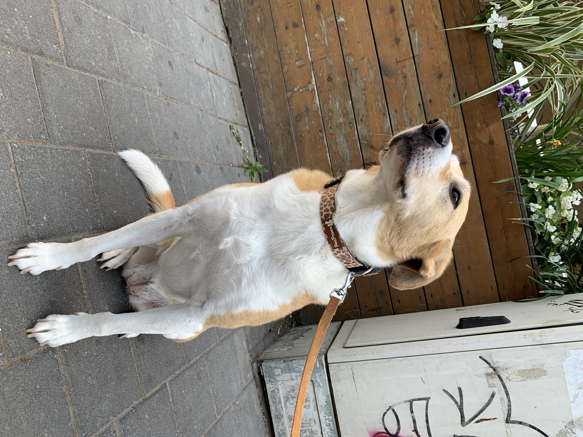 A light-colored dog, primarily white with tan or light brown markings on its back, ears, and tail, is the central subject of the image. The dog is positioned on a grey paved sidewalk, with its front legs extended forward, appearing to be in a relaxed sitting or lying posture, and is looking directly upwards with an alert expression. Its ears are dropped back slightly, and its nose is black.
The dog wears a patterned collar, light brown with darker brown spots, resembling a giraffe or leopard print. Visible text on the collar reads "Pet Protect." A brown leash is attached to the collar via a metal clip, extending downwards out of the frame.
To the right of the dog is a weathered wooden surface made of vertical planks, suggesting a wooden deck or wall. Along the edge of this wooden surface, various green plants with white and purple flowers are visible in what appear to be planters.
In the lower right corner, a white utility box or cabinet is visible, adorned with black and pink graffiti, which is mostly illegible. The scene is illuminated by bright daylight, suggesting a clear day. The combination of paved ground, wooden structures, and urban elements like the utility box, along with the plants, suggests an outdoor setting, possibly a sidewalk or outdoor eating area in an urban environment like Tel Aviv, Israel.