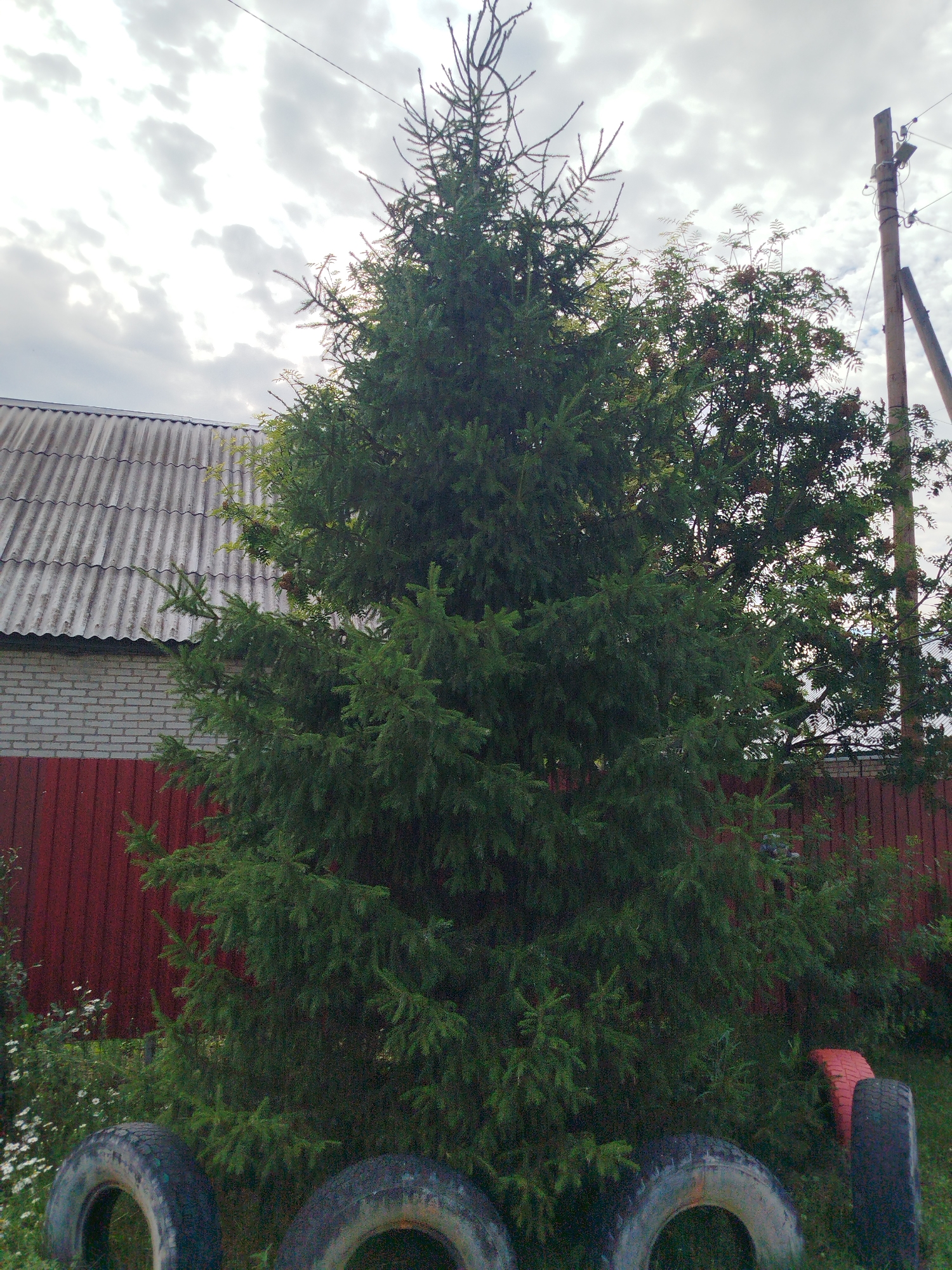 A large, dense evergreen tree dominates the center of the frame, its branches reaching upwards towards a cloudy sky. To the left of the tree, a section of a building is visible, featuring a grey, corrugated metal roof and a white brick wall below, separated by a red wooden fence. The fence extends to the right, partially obscuring another tree with clusters of small reddish berries. In the foreground, four tires are placed on the ground, three of them fully visible and one partially obscured. One tire on the far right appears to be painted red. A wooden utility pole with wires and insulators stands on the right side of the image. The ground is covered in grass and some small white wildflowers are present near the fence on the left. The scene appears to be in a rural or suburban outdoor setting.