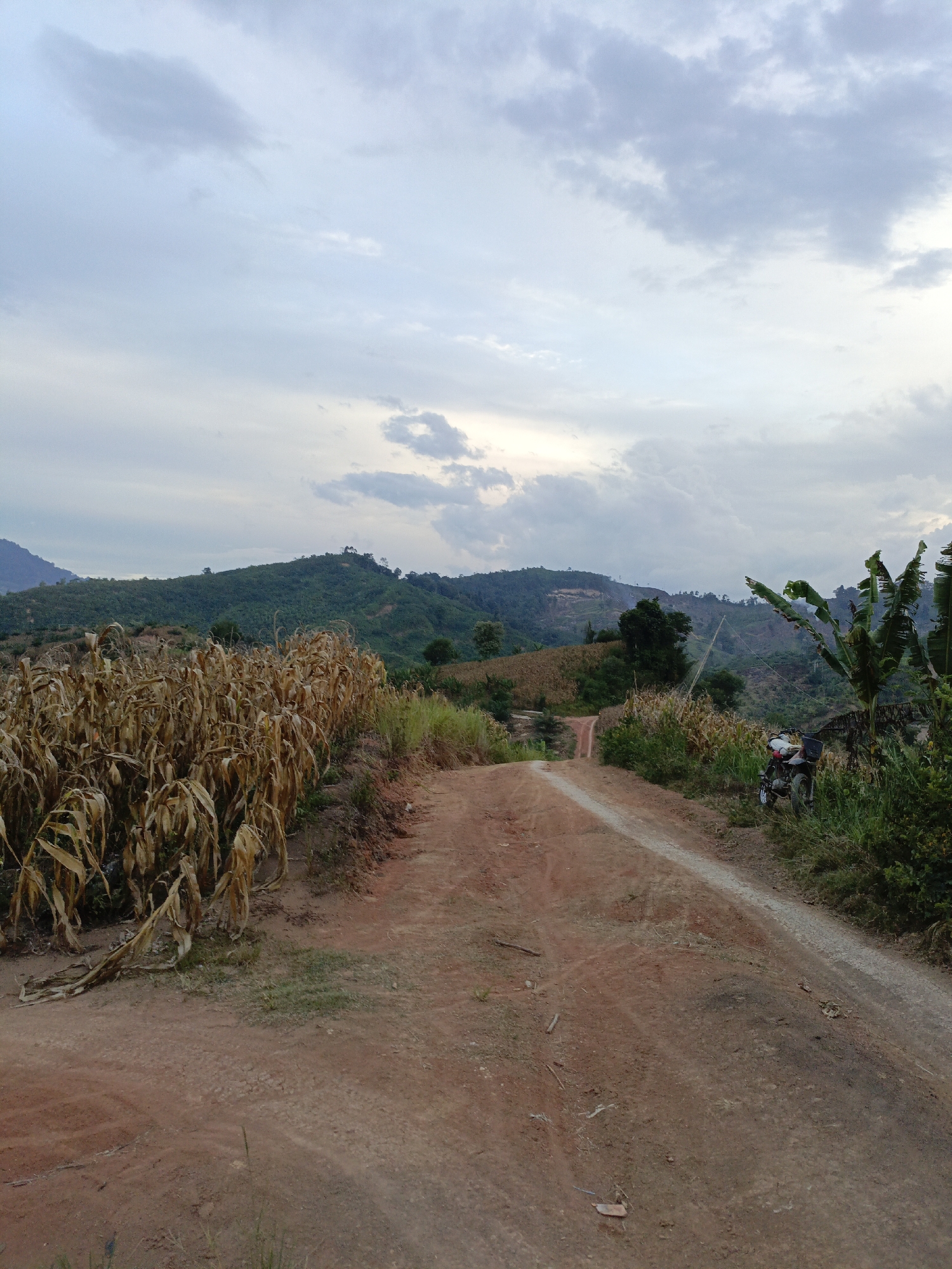A dirt road winds through a rural landscape under a cloudy sky. To the left of the road, dry corn stalks fill the foreground, their leaves withered and brown. The road continues into the distance, curving around a hill. To the right, lush green vegetation and banana trees grow alongside the road, and a motorcycle is parked in the grass. In the background, rolling hills covered in trees and vegetation stretch across the horizon. The overall impression is of a remote, agricultural setting.