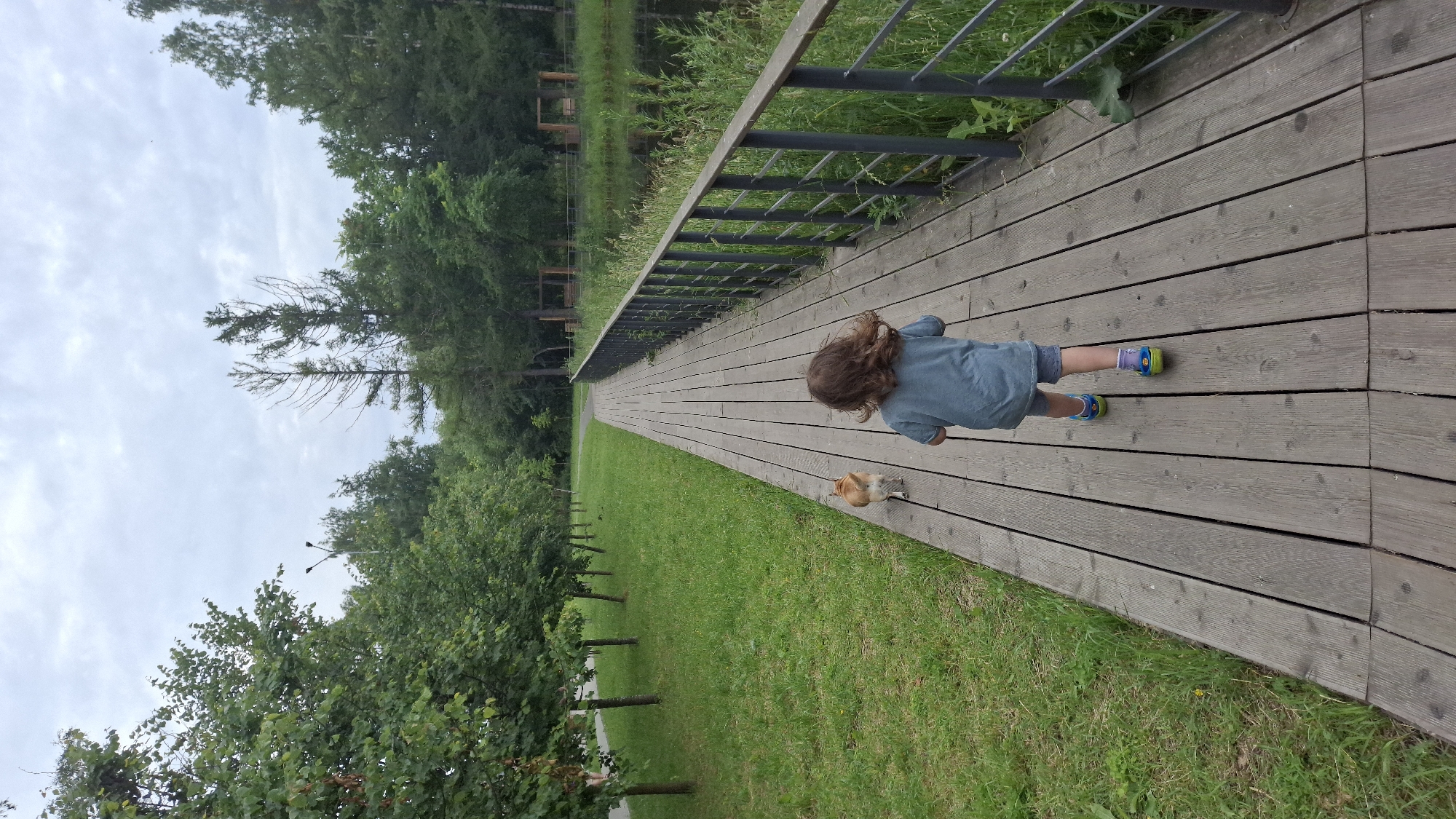 In Saint Petersburg, Russia, a young child with long, curly brown hair, wearing a blue t-shirt and grey shorts, walks along a wooden boardwalk. The child is barefoot, with blue and green shoes on their feet, and purple socks. A ginger cat walks ahead of the child on the same boardwalk. To the left of the boardwalk is a grassy area with a line of trees. To the right, a metal railing runs along the boardwalk, separating it from a body of water bordered by tall green grass and reeds. In the background, more trees and a cloudy sky are visible. The overall scene depicts a peaceful, outdoor setting in a park or natural area.