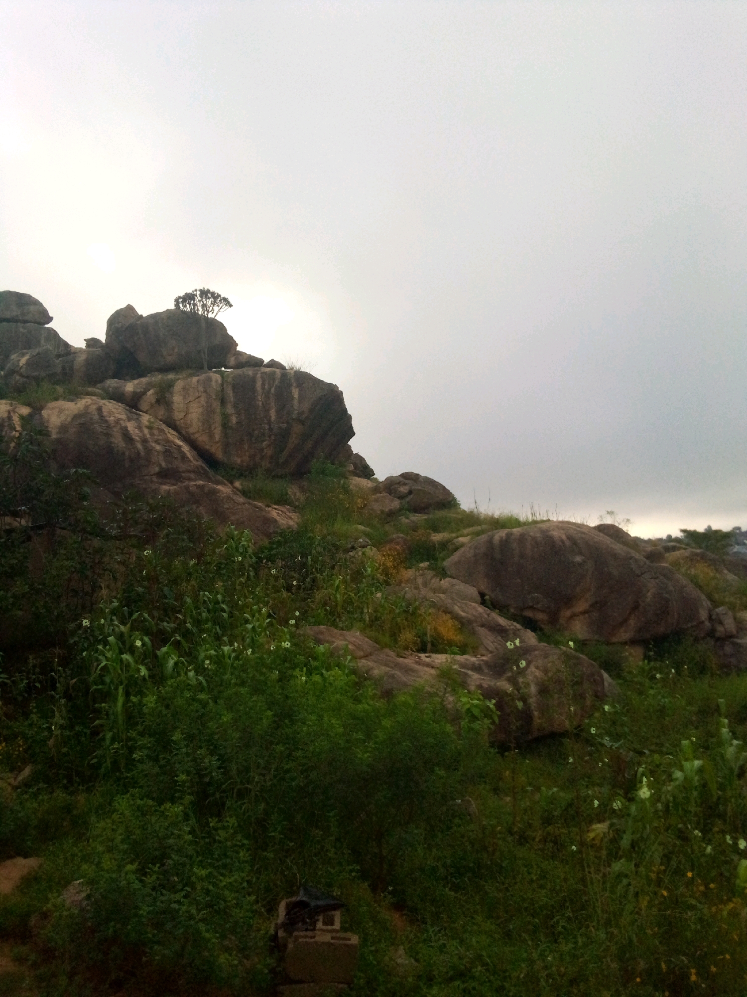 The image depicts a rocky, hilly landscape on a cloudy day, likely a natural park or a less developed area within or on the outskirts of Jos, Nigeria. The foreground is dominated by dense green vegetation, including tall grasses, bushes, and some plants resembling maize. Scattered white and yellow wildflowers are visible amidst the greenery.
In the middle ground, a series of large, weathered rock formations rise from the earth. These rocks are varied in size and shape, with some appearing as massive boulders and others as layered outcrops. The rock surfaces show signs of erosion, with textured patterns and streaks. A lone, small tree with a distinct canopy is perched atop one of the larger rocks in the upper middle section of the image.
The background is characterized by more rocky terrain and sparse vegetation, leading towards a hazy horizon. The sky is overcast with a uniform grey hue, suggesting a diffused light or impending rain.
In the lower right corner of the foreground, a small, dark object made of stone or concrete is partially visible, possibly a piece of discarded debris or a marker. No people are visible in the frame. The overall impression is one of a wild, natural environment with a serene, somewhat subdued atmosphere due to the overcast sky.