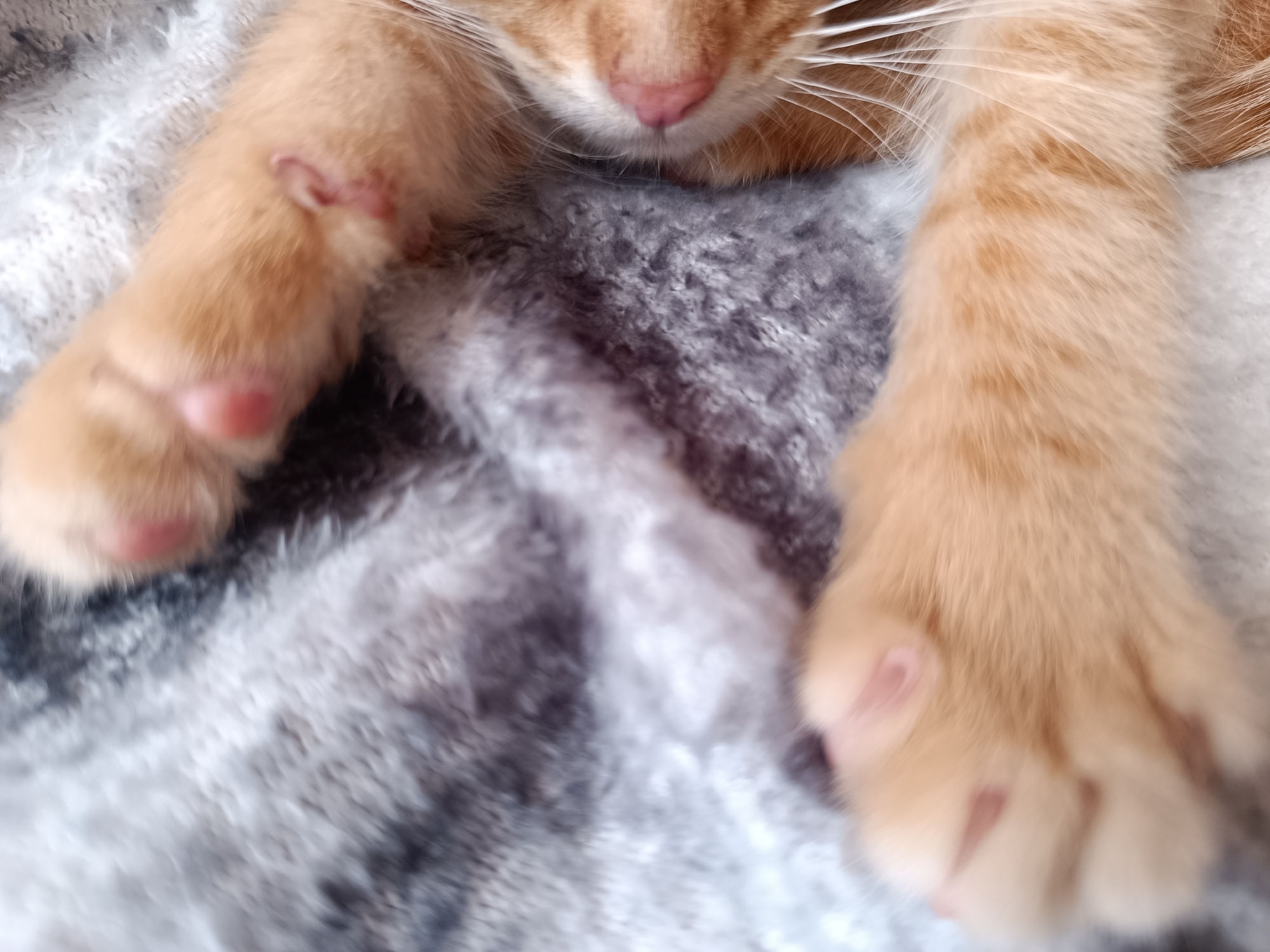 A close-up, slightly blurred photograph shows the paws and nose of an orange tabby cat resting on a soft, gray and white textured blanket. The cat's paws are light orange, with visible paw pads and some small red marks on the fur near the left paw. The cat's pink nose and white whiskers are visible at the top of the frame. The image is taken from a low angle.