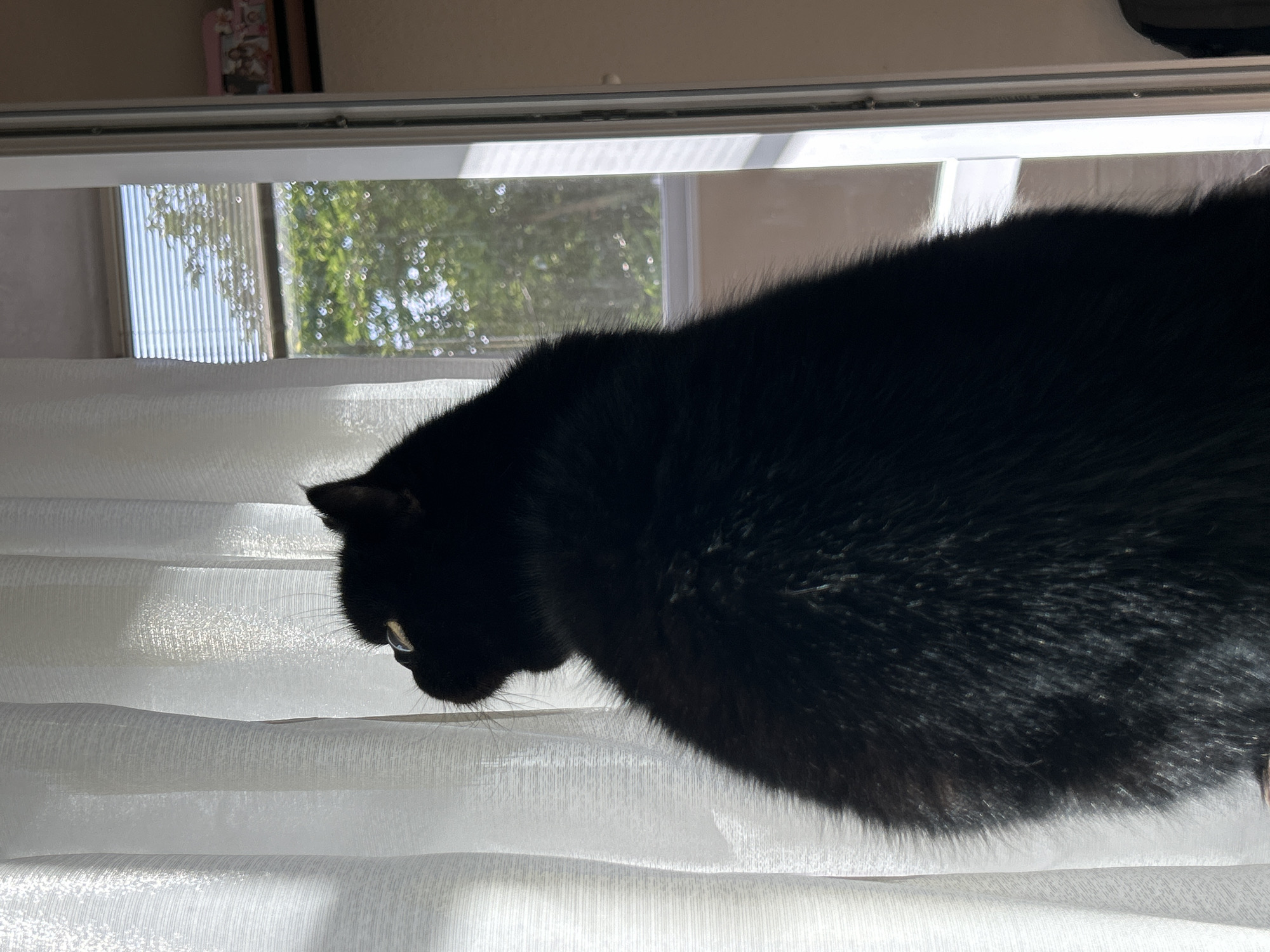 A black cat sits on white curtains in front of a window. Outside the window, trees are visible. The location is Unknown, Unknown.