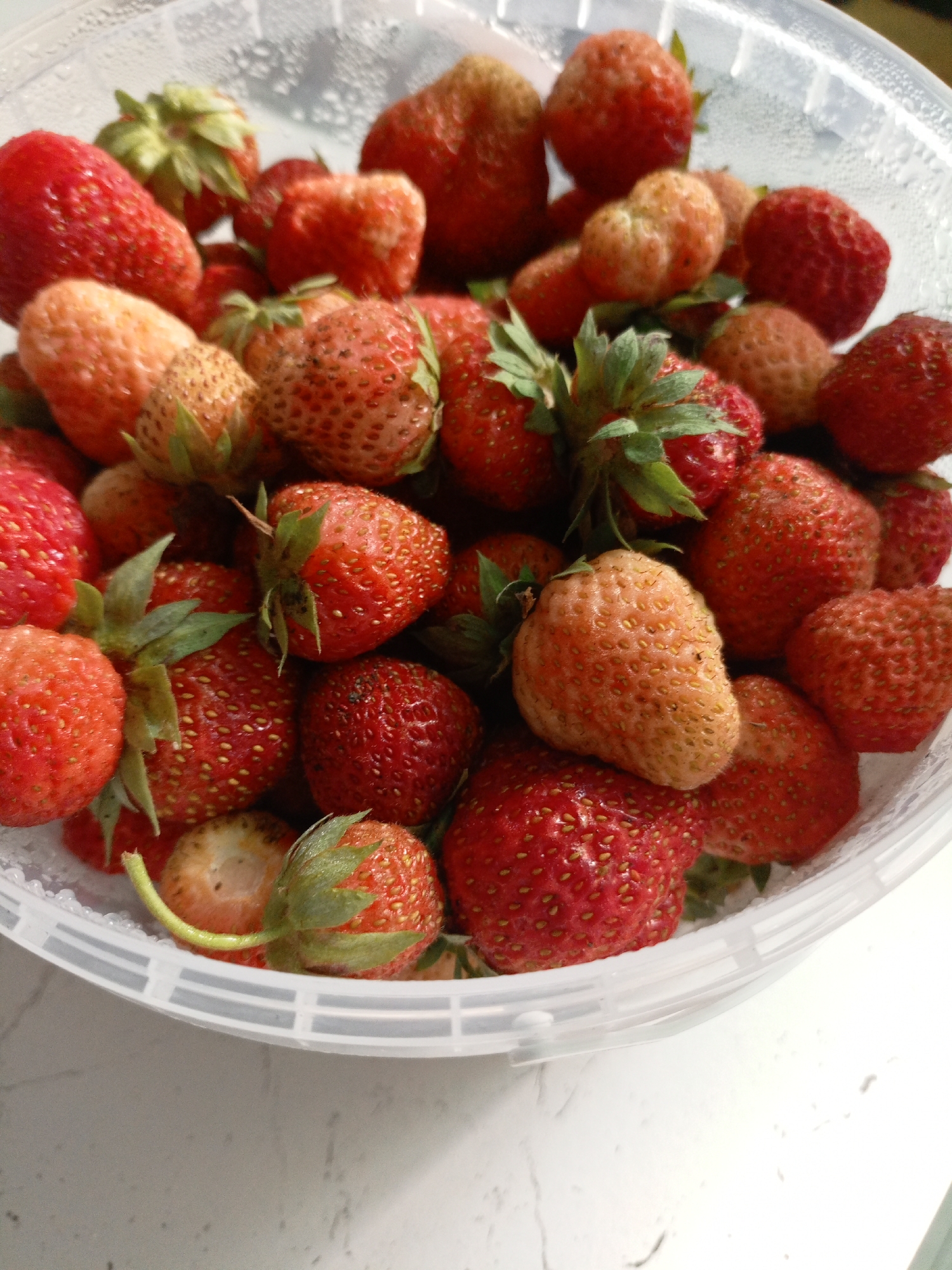 A close-up, overhead shot shows a clear plastic container overflowing with fresh strawberries. The strawberries vary in ripeness, with some a deep red and others a lighter pink or even pale yellow. Many of the fruits are plump and round, while others are more elongated or heart-shaped. Their surfaces are dotted with tiny seeds. Green leaves and stems are visible on some of the strawberries, particularly towards the bottom of the container. The plastic container itself has a textured, ribbed edge. The background is blurred and appears to be a light-colored surface, possibly a countertop. The lighting suggests daytime. No people are visible, and the overall scene evokes a sense of freshness and abundance. There is no visible text.