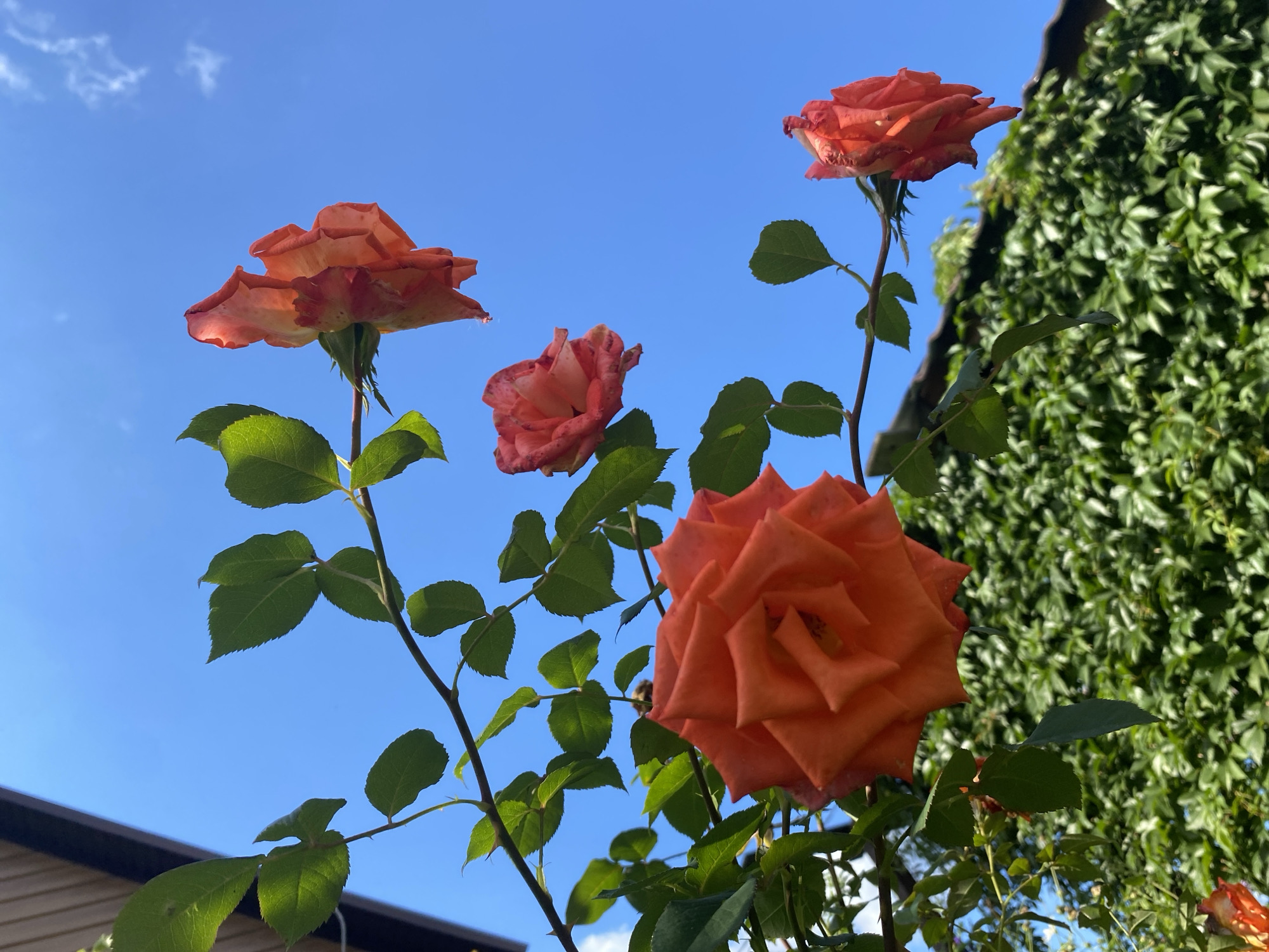 Four orange-red roses are in bloom, attached to a branch with green leaves. The roses are viewed from below against a clear blue sky. In the background, a dense green hedge grows, and a portion of a building with a brown roof is visible in the upper left corner. The scene appears to be set outdoors, likely in a garden or yard. The image is likely taken in Абызово, Russia, given the context provided.