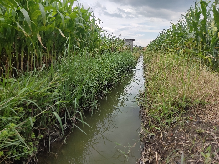 This image captures a rural agricultural scene in Badas, Indonesia, centered around a narrow irrigation ditch. The ditch, filled with murky, still water that reflects the overcast sky and surrounding greenery, runs from the foreground into the distance, serving as a pathway through cultivated land.

On both sides of the ditch, dense rows of tall, green corn or maize plants form prominent walls, indicating an active crop field. The plants on the left appear particularly lush and vibrant. Along the banks of the ditch, various types of grass and weeds grow, with the left bank showing more vigorous green growth, while the right bank features a mix of green and drier, brownish vegetation.

In the distance, on the left side of the ditch, a small, simple building with light-colored walls and a dark roof is partially visible, nestled among the foliage. The sky above is overcast with soft grey clouds, suggesting a cloudy day, likely during morning or late afternoon hours.

No human activity is depicted, but the carefully maintained ditch and organized rows of crops signify an active farming environment. The scene evokes a sense of rural productivity and the essential role of water in agriculture. There is no visible text in the image.