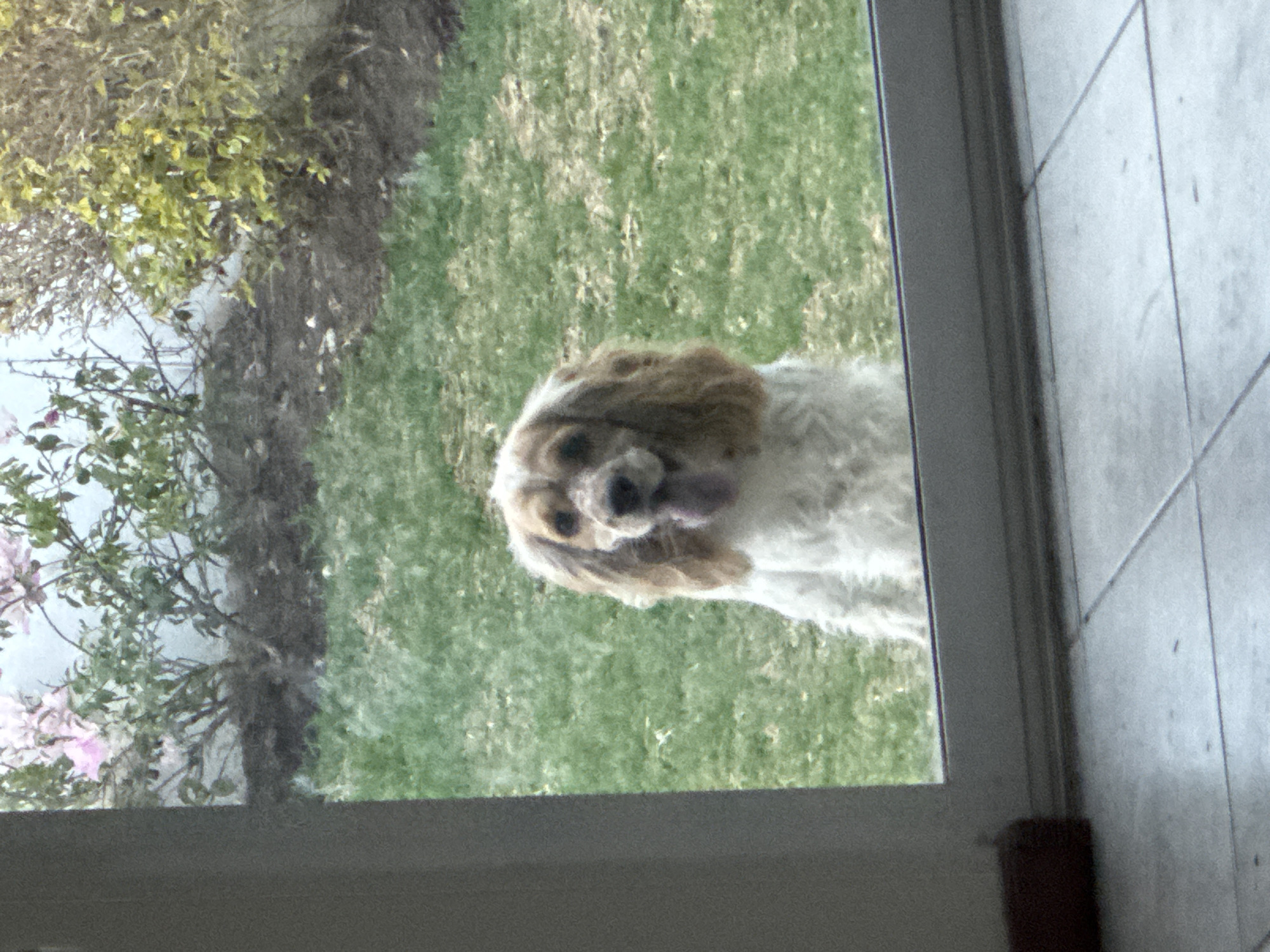 A medium-sized, white and brown spaniel-type dog is seen through a window. The dog is facing forward, with its tongue slightly sticking out. Outside the window, there is a lawn with green grass and trees with light green foliage. The immediate foreground shows the white window frame and a tiled interior wall.
The location cannot be determined from the image alone.