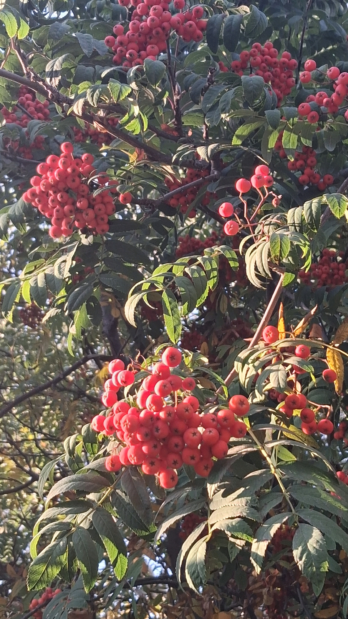 The image depicts a close-up view of branches laden with ripe, red rowan berries. The berries are clustered together in dense bunches, and their vibrant color contrasts with the dark green, serrated leaves of the tree. Sunlight filters through the foliage, creating dappled light and shadow across the scene, highlighting the texture of the berries and leaves. The background is softly blurred, suggesting the presence of other trees or foliage. The overall impression is one of abundance and the rich colors of autumn.
The image was taken in Novosibirsk, Russia, during the autumn season. This specific location is characterized by a temperate continental climate, with crisp, cool air and a vibrant display of fall colors. The presence of rowan trees, which are common in Siberia, indicates a natural or park-like setting within the city. It is unlikely that any people are visible in the image, as the focus is entirely on the natural elements of the rowan tree. The environment appears to be outdoors, with natural lighting from the sun. The time of day is likely late afternoon, given the warm, directional light.