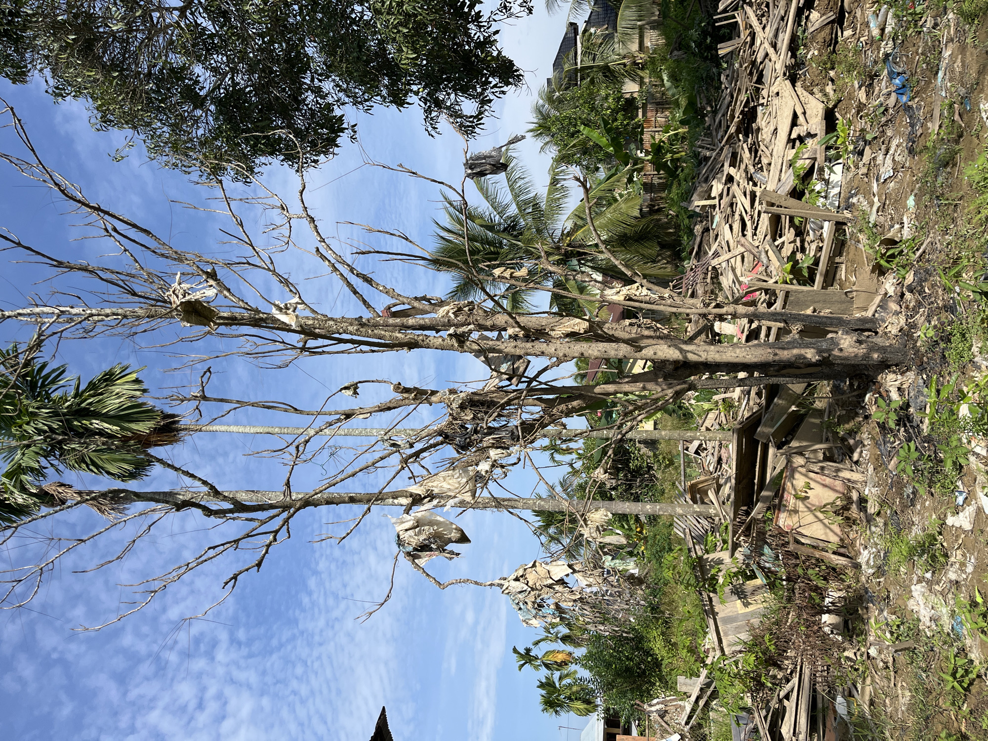 The image depicts the aftermath of a natural disaster, likely a flood, in a residential area of Kota Kuala Simpang, Indonesia. A dead, leafless tree stands in the foreground, adorned with remnants of debris and clothing caught on its branches. The ground around the tree is littered with trash and muddy puddles. In the background, a large pile of collapsed wooden structures, possibly from destroyed homes, dominates the scene. Palm trees and lush green vegetation peek through the wreckage, suggesting a tropical environment. The sky is blue with scattered white clouds. There are no people visible in the image, only the desolate remnants of what was once a community.