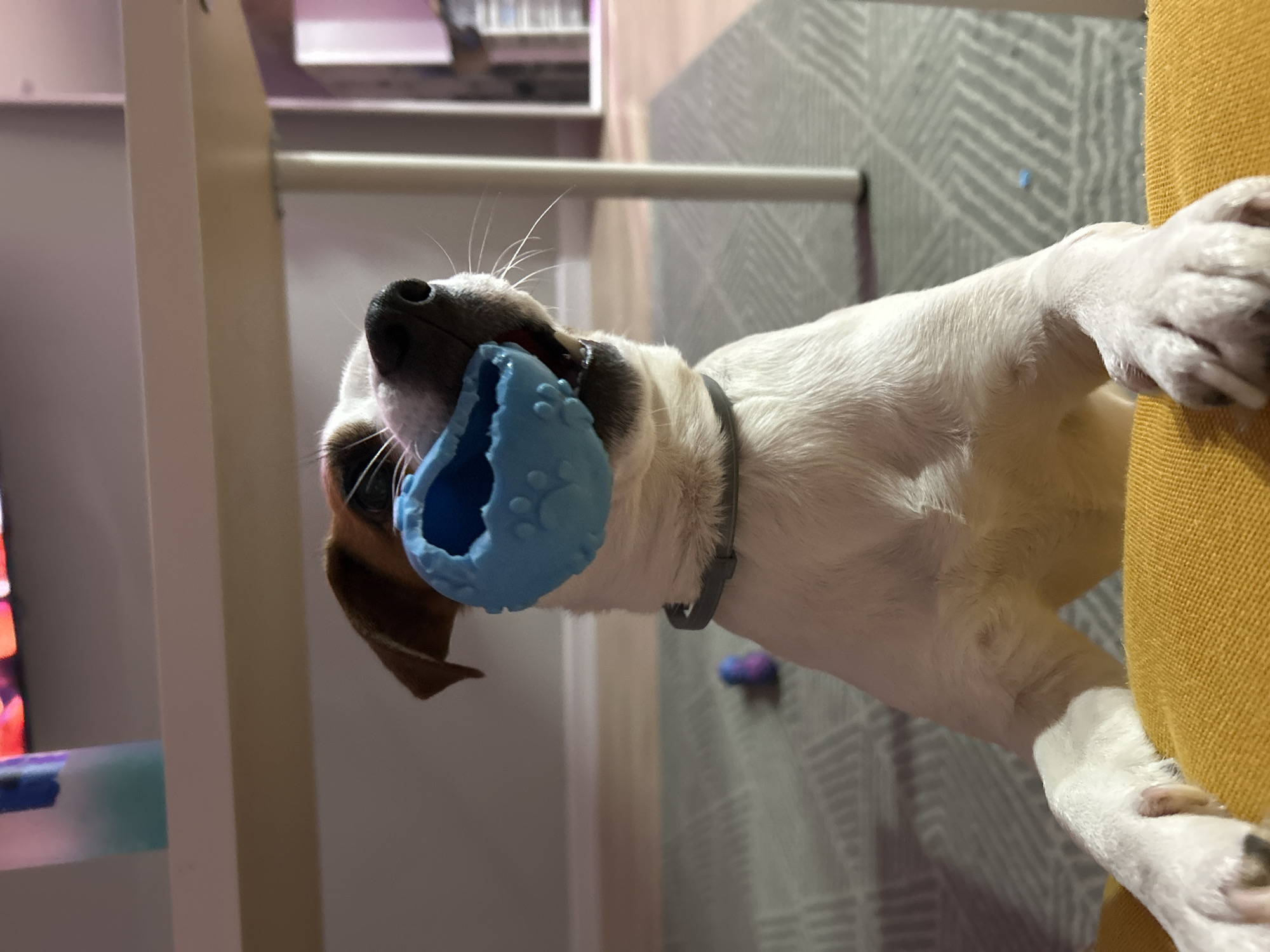 A medium shot shows a dog holding a blue toy in its mouth. The dog is white with brown ears and a black collar. It is sitting on a yellow cushion. In the background, there is a gray patterned rug and a white shelf. The location is unspecified.