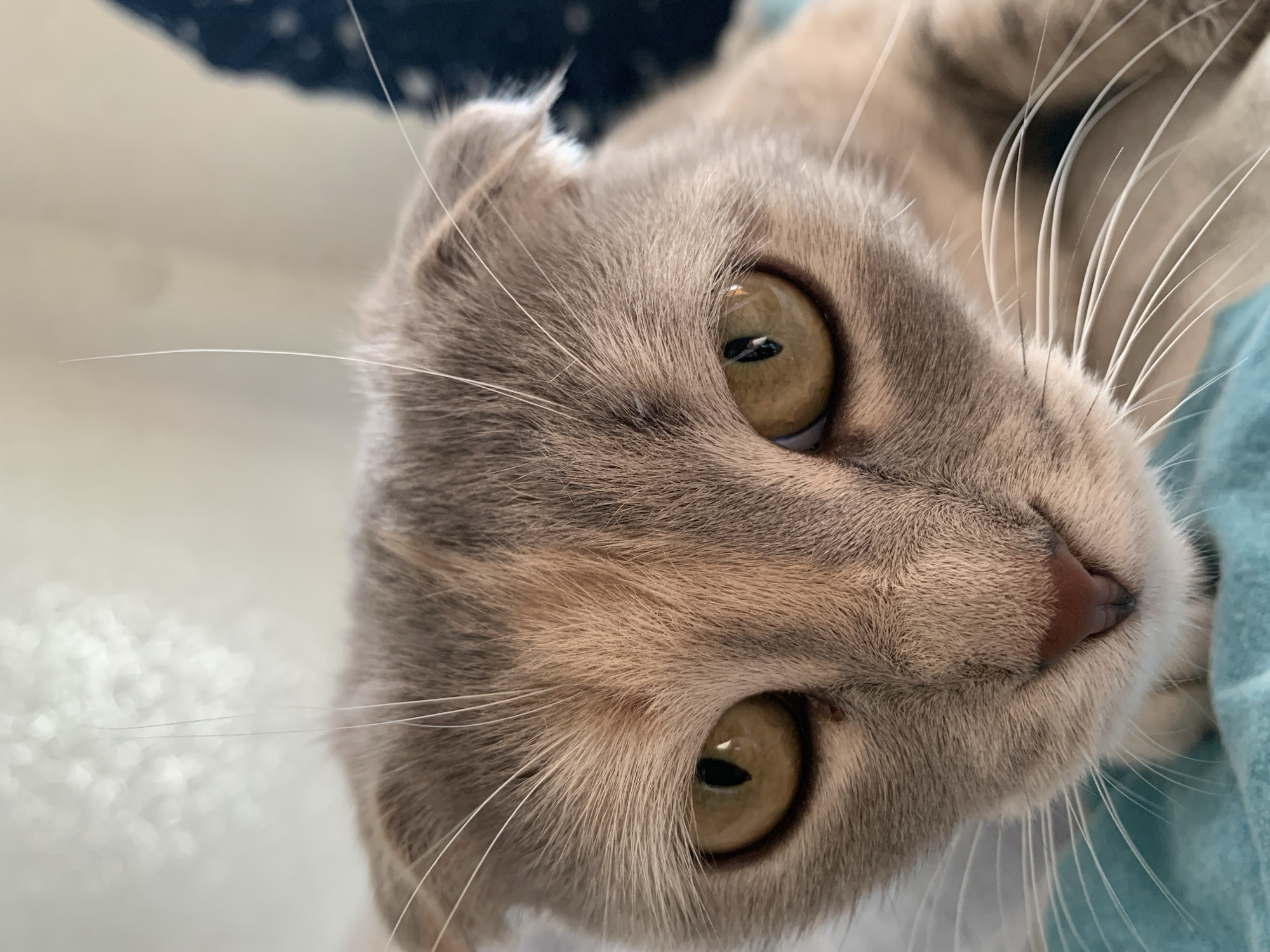A close-up, vertically oriented photograph depicts the face of a gray and tan tabby cat. The cat's head is tilted slightly to the right, with its eyes facing the camera. The cat has golden-brown eyes with black pupils. Its whiskers are long and white. The cat's nose is pink. The background is blurred, showing a mix of white and blue. The location in the city of Фоки, Russia is unknown.