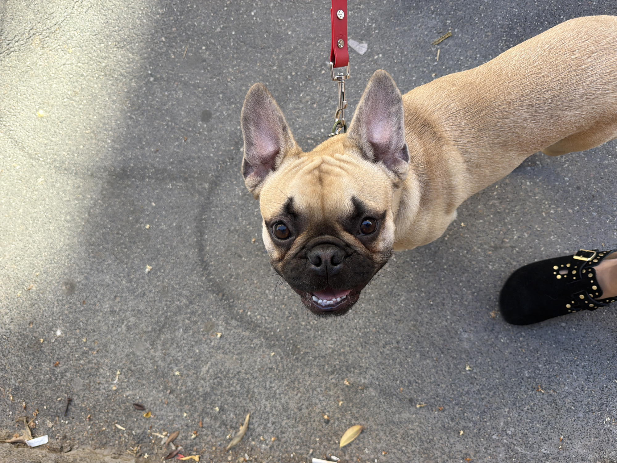 A fawn-colored French Bulldog is seen from an overhead perspective, standing on a grey asphalt surface. The dog is attached to a red leash with metal hardware. The dog is looking up at the camera. Part of a person's left foot, wearing a black suede shoe adorned with gold studs and a gold buckle, is visible on the right side of the frame. The ground is dirty with some leaves and debris. The location of the scene is unknown and cannot be confirmed by the contents of this image.