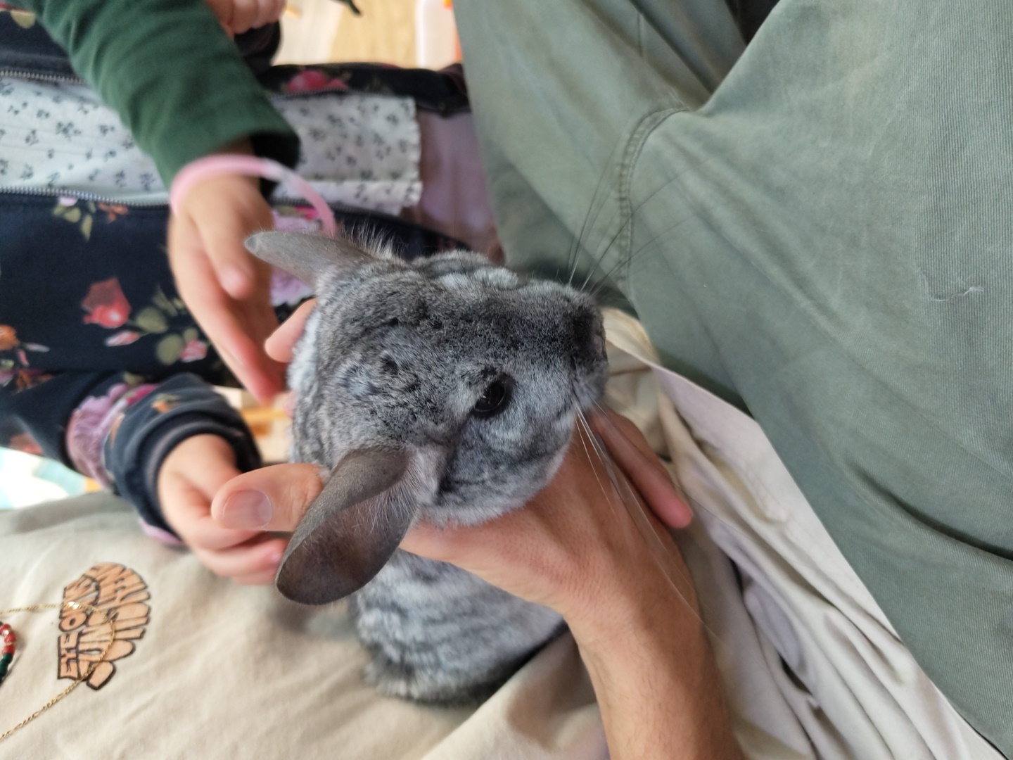 A chinchilla with gray fur is held in a person's hand, with another person's hand also touching it. The person holding the chinchilla is wearing green pants and a light-colored shirt. The other person is wearing a dark shirt with a floral pattern and a green long-sleeved shirt underneath. The setting appears to be indoors. There is a necklace on the table. The image does not provide any information about the location in Tel-Aviv, Israel.