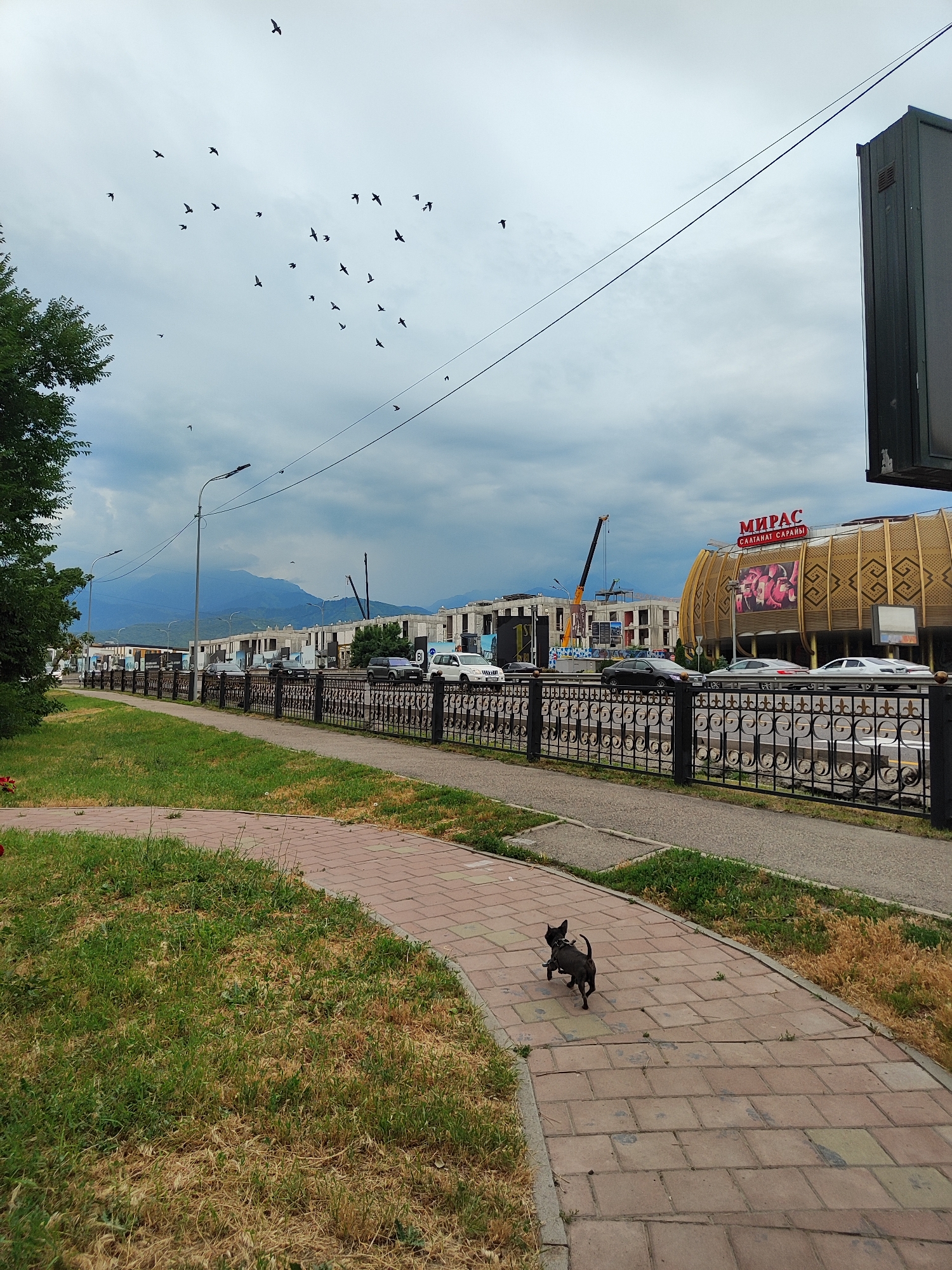 The image depicts a street scene in Almaty, Kazakhstan, on a cloudy day. In the foreground, a small black dog wearing a harness is walking on a paved sidewalk. The sidewalk is bordered by a grassy area, parts of which appear dry and yellowed. Beyond the sidewalk is a road with several cars, including a white SUV and a white sedan, moving in the same direction. A black metal fence with an ornate pattern separates the sidewalk from the road. In the middle ground, there are several buildings under construction, some with cranes visible. A large, distinctive building with a golden, patterned facade and a sign reading "МИРАС" is also prominent. In the background, a mountain range is visible under the cloudy sky. A flock of birds is flying in the sky. The overall impression is of an urban environment undergoing development, with a mix of everyday life and ongoing construction.