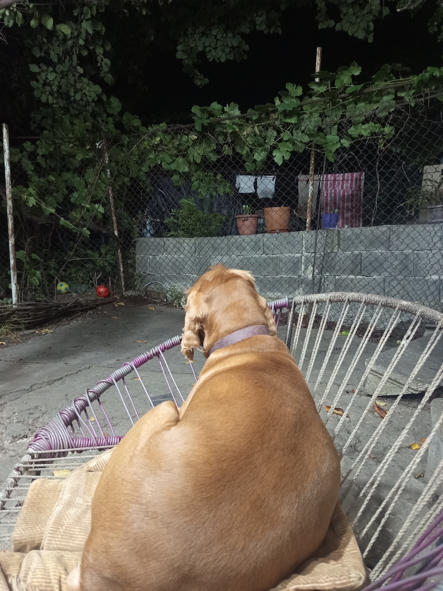 A light brown dog is sitting on a woven chair, facing away from the camera, in a yard at night. The dog is wearing a purple collar. The yard appears to be in a residential area, with a fence in the background and some plants and balls visible. The dog's fur is short and appears to be well-groomed. The chair is made of woven material and has a metal frame. The ground is paved with concrete. There are some leaves on the ground. The overall impression is that of a peaceful evening scene. The location is Khashuri, Georgia.
