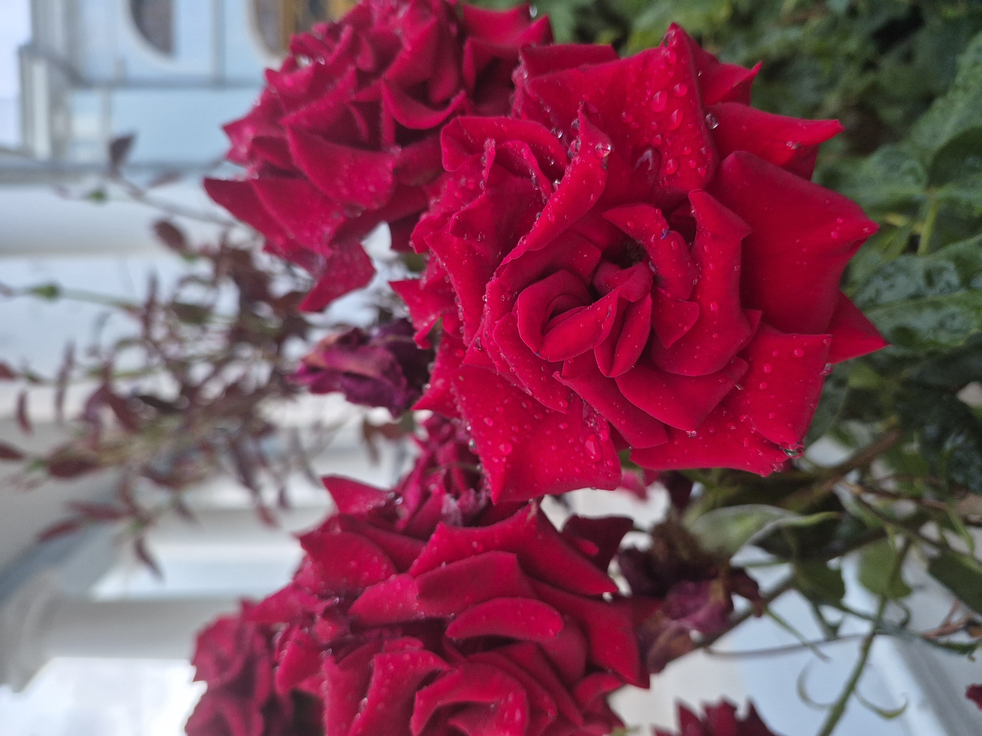 In this close-up photograph of a cluster of red roses, water droplets are visible on the petals, suggesting recent rain or dew. The roses are in full bloom with deep red, velvety petals. The background is soft and blurred, showing hints of green foliage and what appears to be a light blue building with white architectural elements. The overall lighting suggests an overcast day.