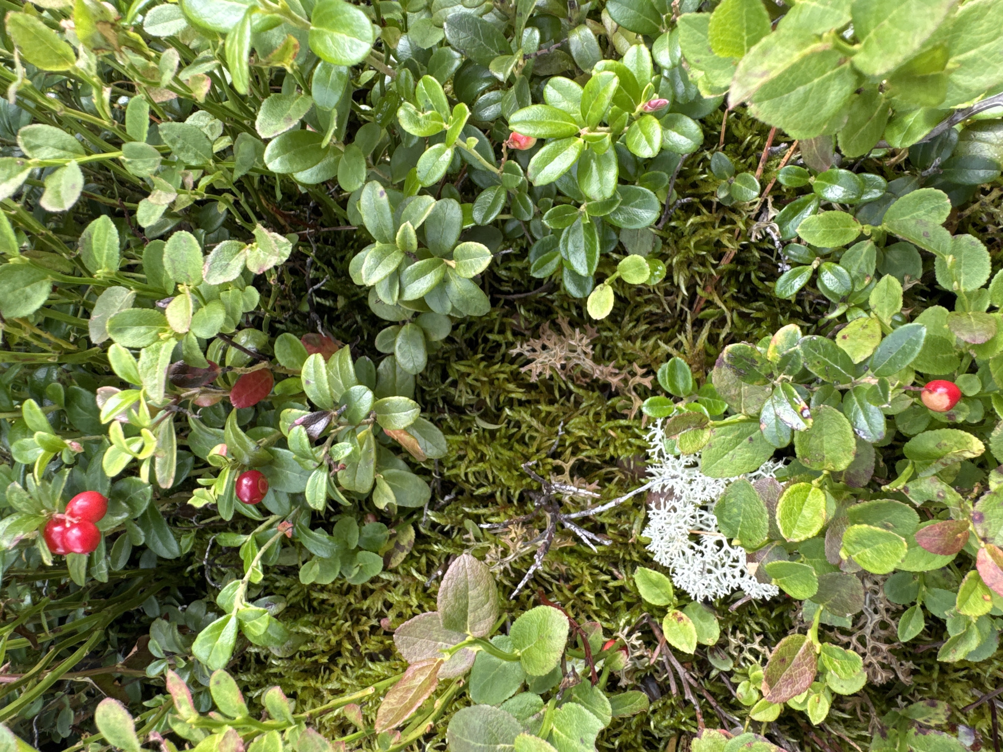 A close-up, high-angle outdoor shot captures a dense undergrowth of green lingonberry bushes and moss, with a cluster of three bright red lingonberries near the top center and a single red berry near the bottom center. The plants are lush and healthy, with some leaves showing hints of reddish-brown. A patch of white, coral-like lichen is visible in the lower left quadrant, adding a contrasting texture to the scene. The environment appears to be a natural setting, possibly a forest floor or a rocky outcrop. No people or animals are present.