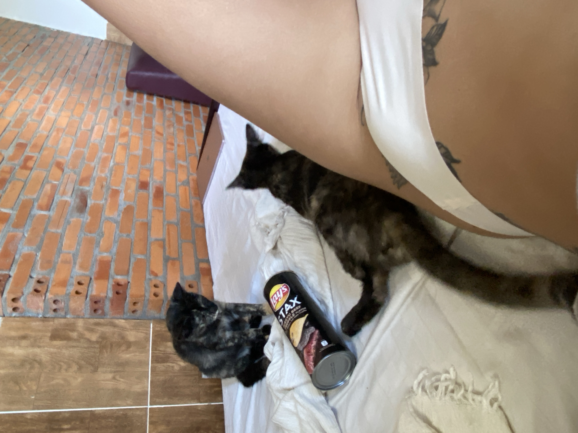 A medium-high angle shot of a bed scene with a person partially in frame, two tortoiseshell cats, and a can of Lay’s Stax chips. The person, seen from the mid-thigh up, appears to be lying on the bed. The bed is covered with a white sheet, with a partially obscured can of Lay’s Stax chips (Korean Barbecue flavor) resting on it. One tortoiseshell cat is standing on the bed near the can of chips, while the other is on the floor. The floor near the bed has a mix of brick and wooden textures. The photo appears to have been taken in a residential area, potentially in a room or apartment in Mũi Né, Vietnam.