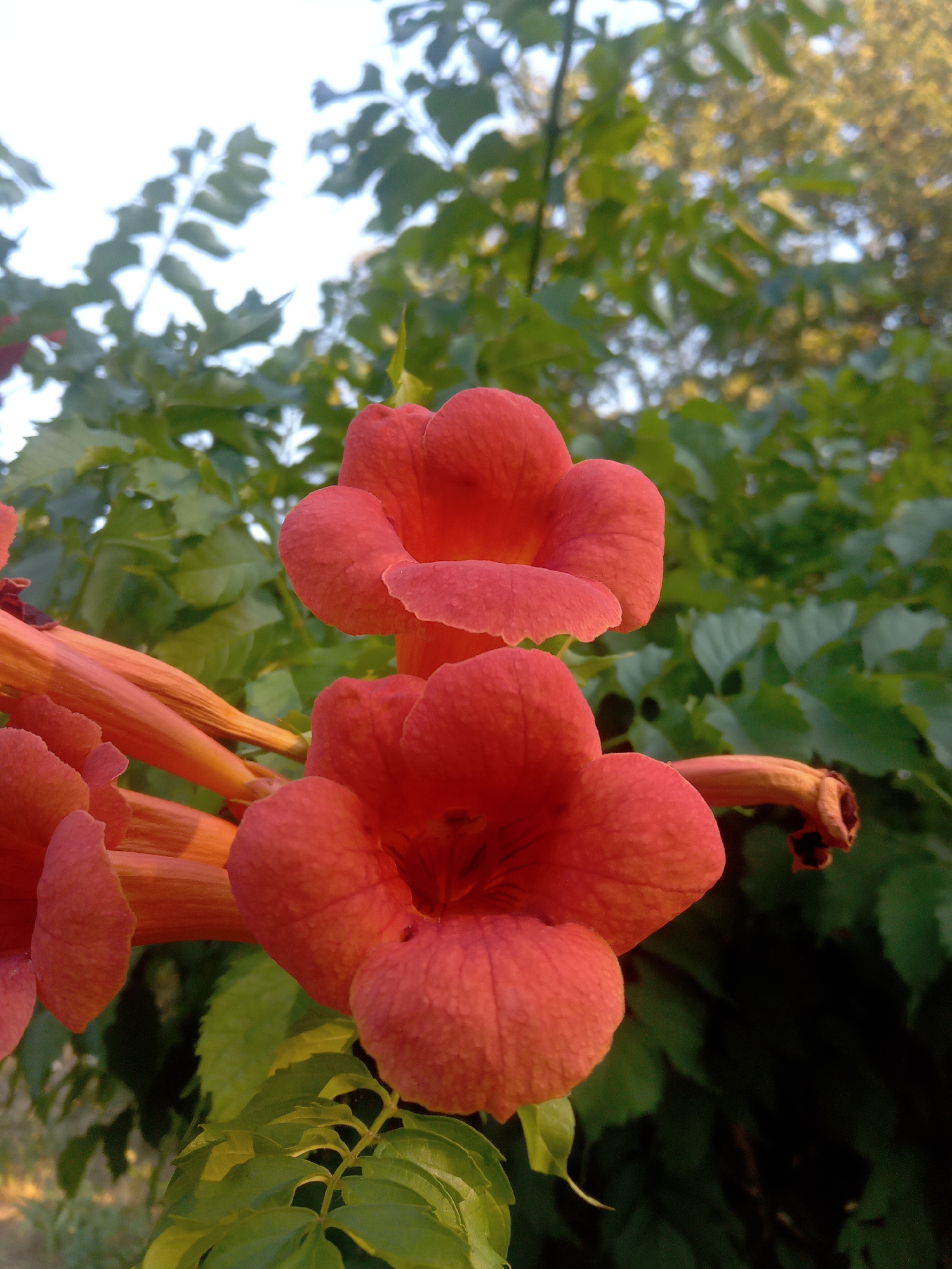 The image shows two trumpet-shaped, bright orange flowers in the foreground, with a cluster of green leaves and branches in the background. The flowers are in focus, with the upper flower appearing slightly larger and more fully open than the lower one. The stems of the flowers are visible and are also a bright orange color. The background consists of out-of-focus foliage, with some areas of brighter light suggesting sunlight filtering through the leaves. The overall impression is of a close-up shot of blooming flowers in a natural setting, possibly a garden or park. There are no people or man-made objects visible in the image.