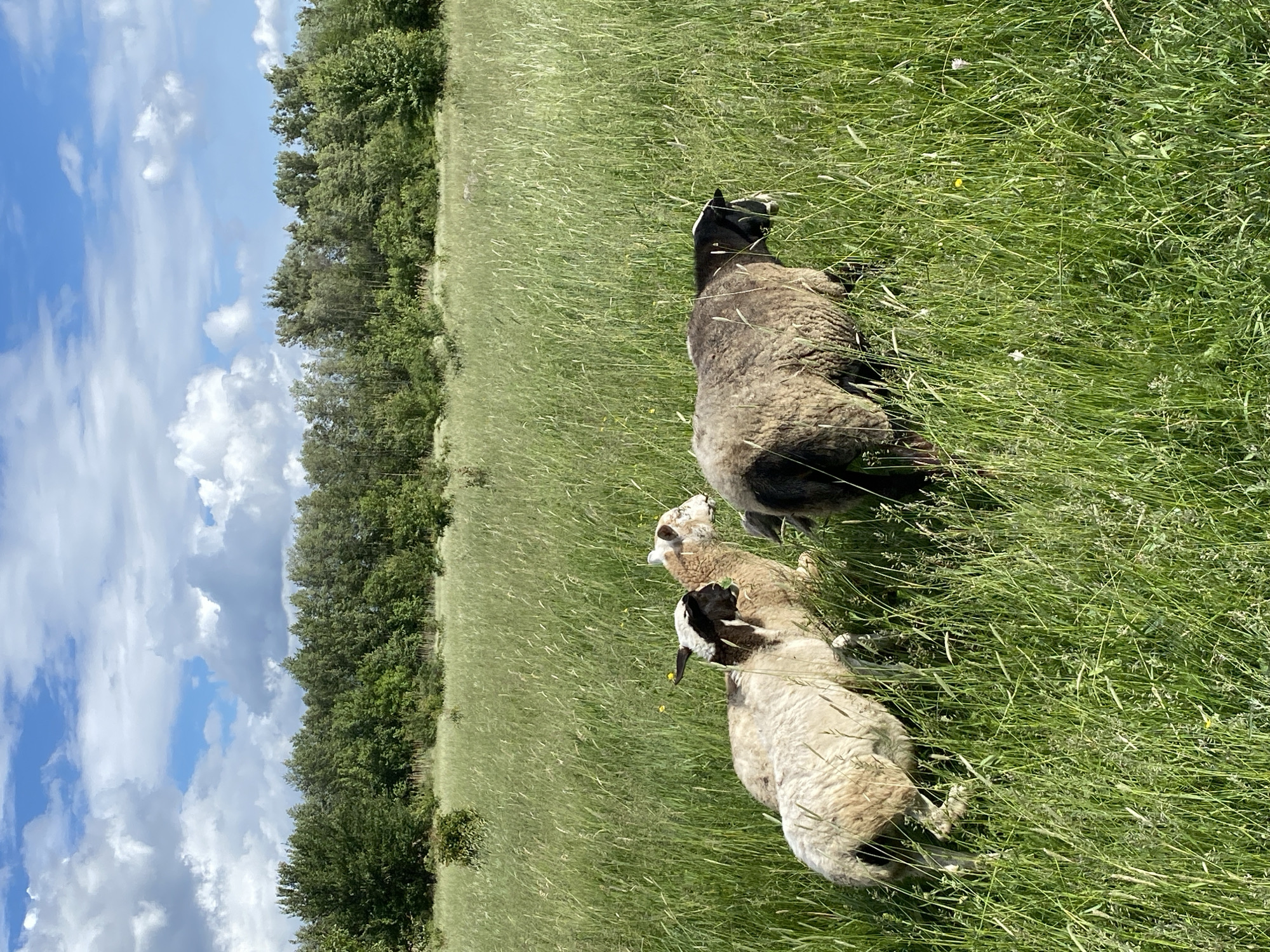 The image shows two sheep lying in a grassy field. The sheep appear to be resting. One is darker in color, and the other is lighter with black and white markings. Tall grass surrounds the sheep. In the background, there's a line of trees, and above that is a cloudy sky. The location is in Ustyvytsia, Ukraine.
