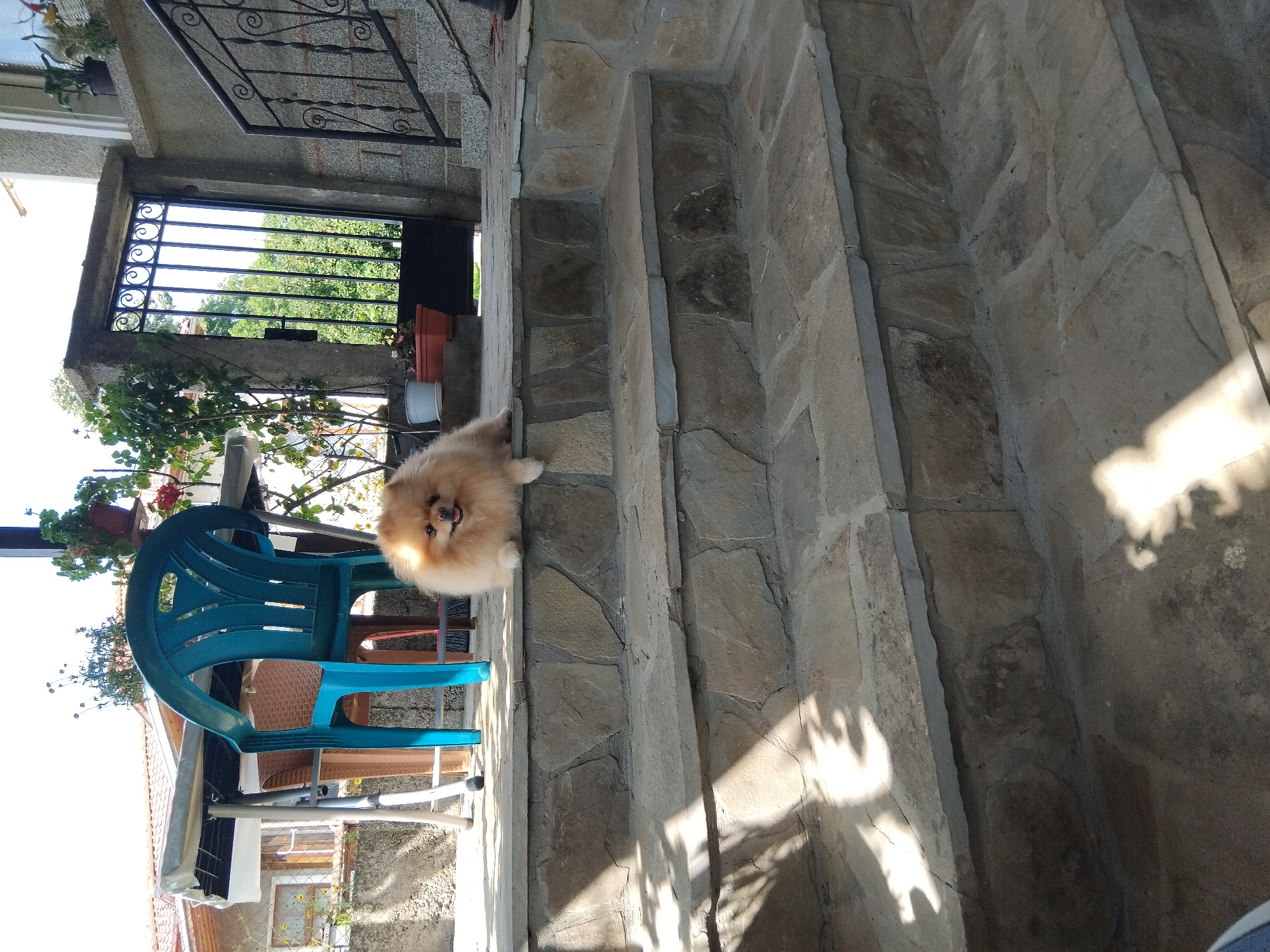 A light-colored, fluffy Pomeranian dog sits on the second step of a stone staircase outside a residential building. The dog is facing forward, with its mouth slightly open, and its front paws are resting on the step. The staircase is made of large, irregular stone slabs. In the background, a patio table with chairs is visible, along with a black metal gate and some greenery. The scene appears to be in Apriltsi, Bulgaria, a town located in the Balkan Mountains. The lighting suggests it is daytime, with sunlight casting shadows on the staircase.