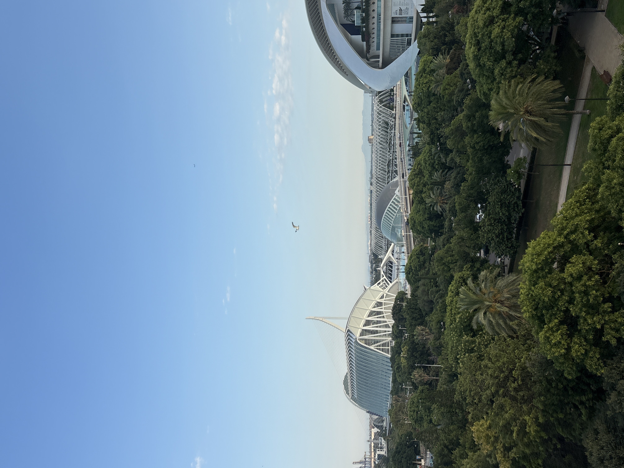 The image depicts a view of the City of Arts and Sciences in Valencia, Spain, oriented vertically. The sky is a clear, light blue with a few wispy clouds on the right side. A small bird is visible in flight in the upper left quadrant of the sky.
The foreground is dominated by lush green trees, including palm trees, forming a dense canopy. A pathway with lampposts winds through the park-like setting. In the background, the distinctive modern architecture of the City of Arts and Sciences is visible. One prominent building features a white, curved, skeletal structure resembling a sail, with a glass and metal facade. Another, further in the distance, has a similar ribbed white roof structure. The structures suggest an architectural complex rather than a single building. A faint line of mountains can be seen on the horizon.
The scene appears to be set during the daytime, likely late morning or early afternoon, given the clear sky and shadows. The weather seems pleasant and sunny. There is no overt activity or event depicted, suggesting a static observation of the location. The overall impression is one of modern architectural beauty integrated with natural green spaces, conveying a sense of openness and a peaceful urban environment. No discernible text is present in the image.