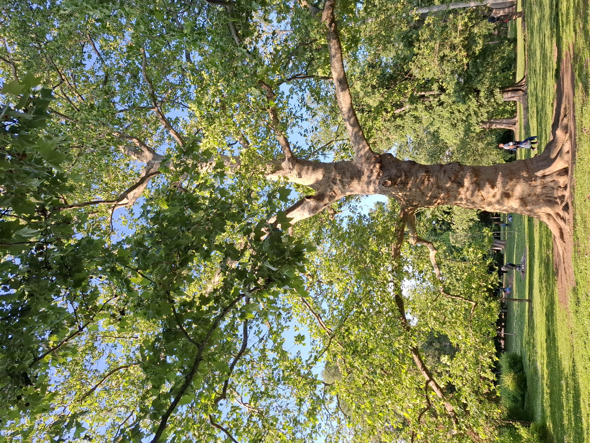 The image depicts a tree with a large, mottled trunk and green leaves against a partly blue sky, situated in a park-like environment. A grassy area is visible on the right side of the frame, with a dirt path adjacent to the tree trunk. In the distance, there are other trees and people can be seen. The image appears to be taken from a low angle, looking upward towards the tree's canopy. Based on visual features such as the bark texture and leaf shape, it is likely a London plane tree (Platanus x acerifolia). The location is Novi Sad, Serbia.