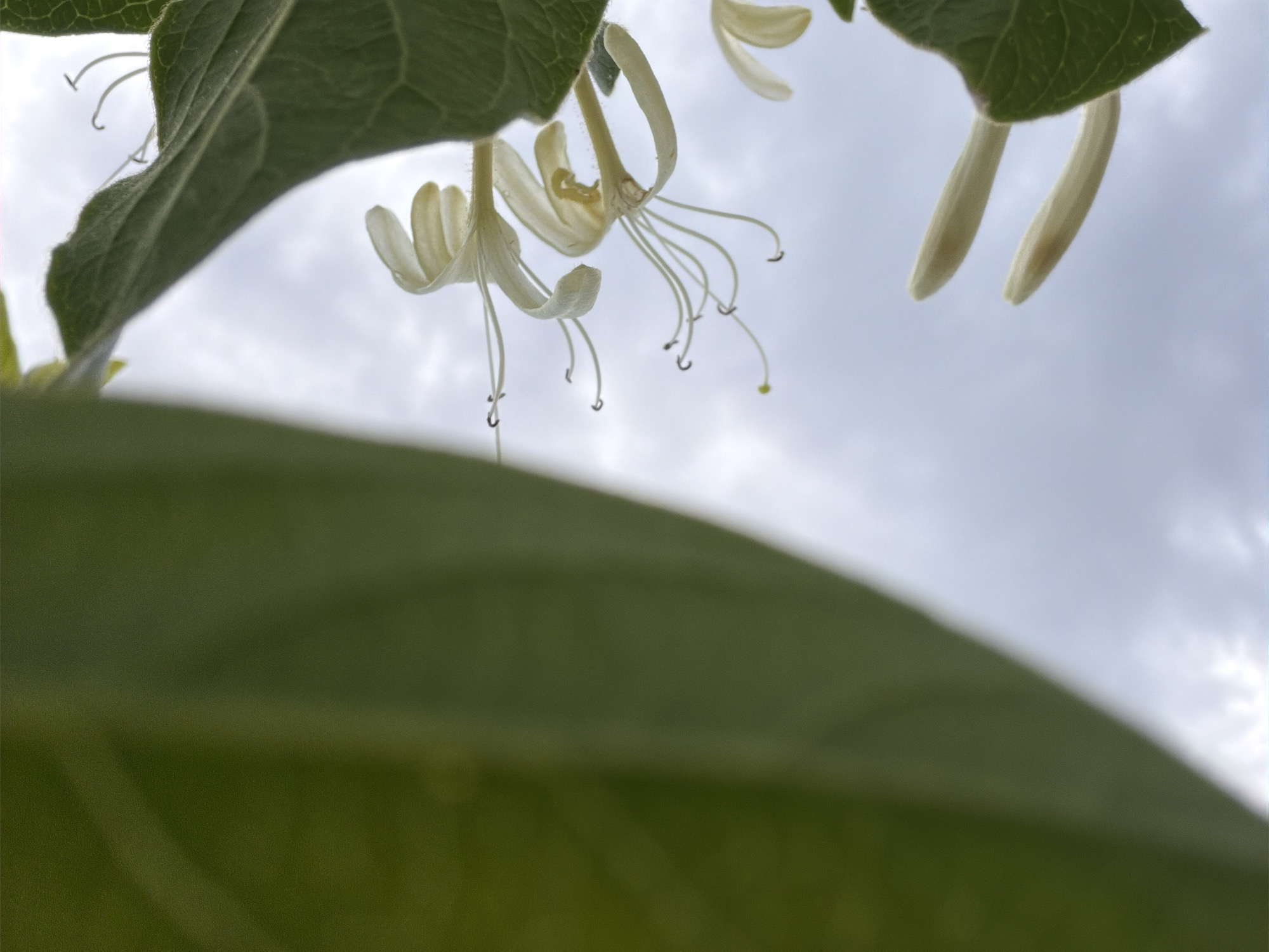 The image is a close-up, low-angle shot of honeysuckle flowers and leaves against a cloudy sky. The focus is on the delicate white, tubular flowers with protruding stamens and pistils. A large, out-of-focus green leaf dominates the left side of the frame, creating a natural frame for the flowers. The scene appears to be outdoors, likely in a garden or natural setting. There is no discernible location in Irvine, United States of America.