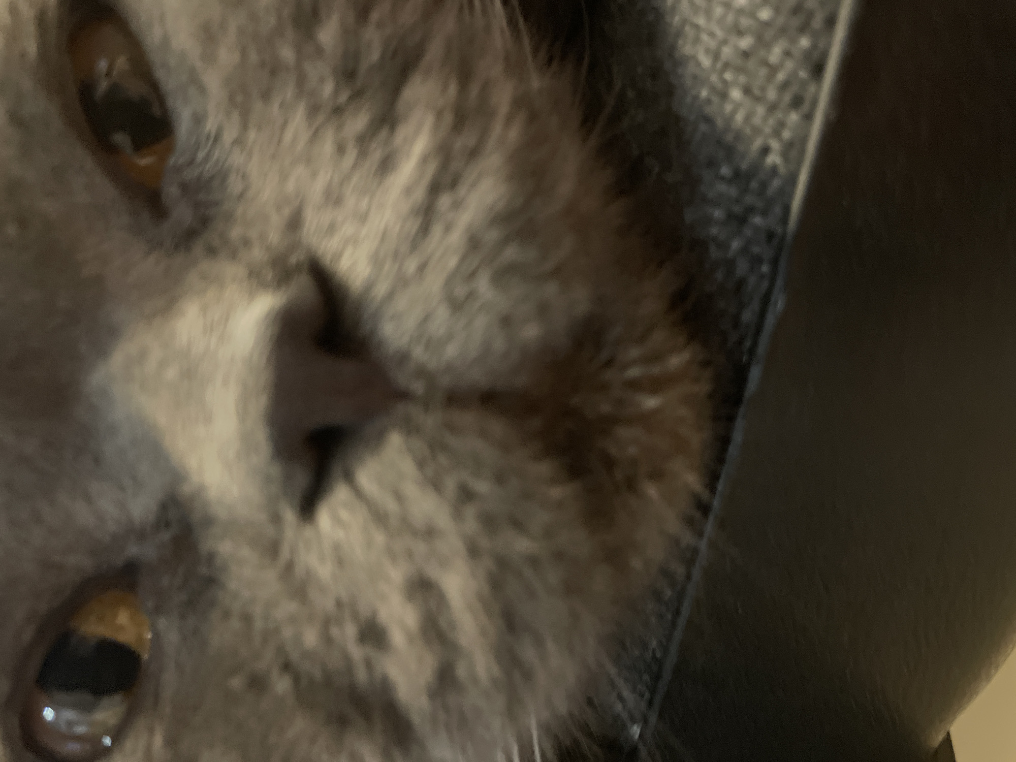 An extreme close-up shot captures the face of a grey cat. The cat's eyes are open and looking forward. The focus is on the cat's face, with its nose and mouth visible. The background is blurred, but appears to be a textured surface. The lighting is dim. The image was taken in an unknown location in Unknown, Unknown.