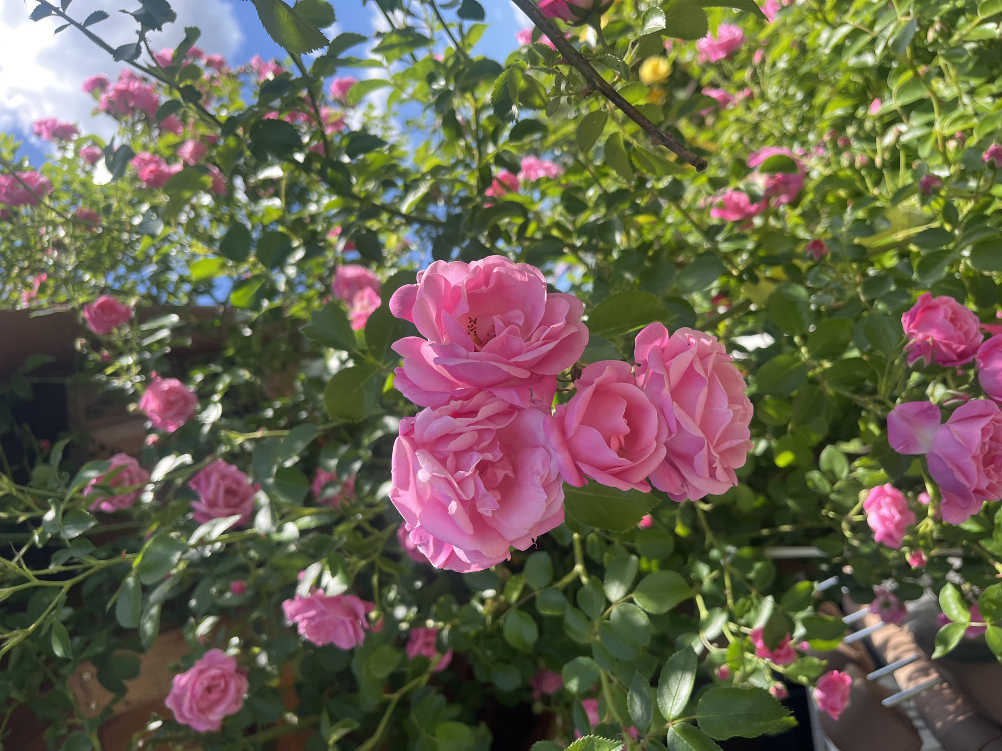 The image shows a close-up view of pink roses in full bloom, interspersed among green leaves. The roses appear to be part of a climbing plant or bush, with numerous flowers visible at various depths of focus. A portion of the sky is visible in the background, revealing patches of blue sky and white clouds. The setting appears to be outdoors, possibly a garden or yard. There is no evidence to confirm the location in Onokivtsi, Ukraine, nor the presence of people, subjects, or objects.