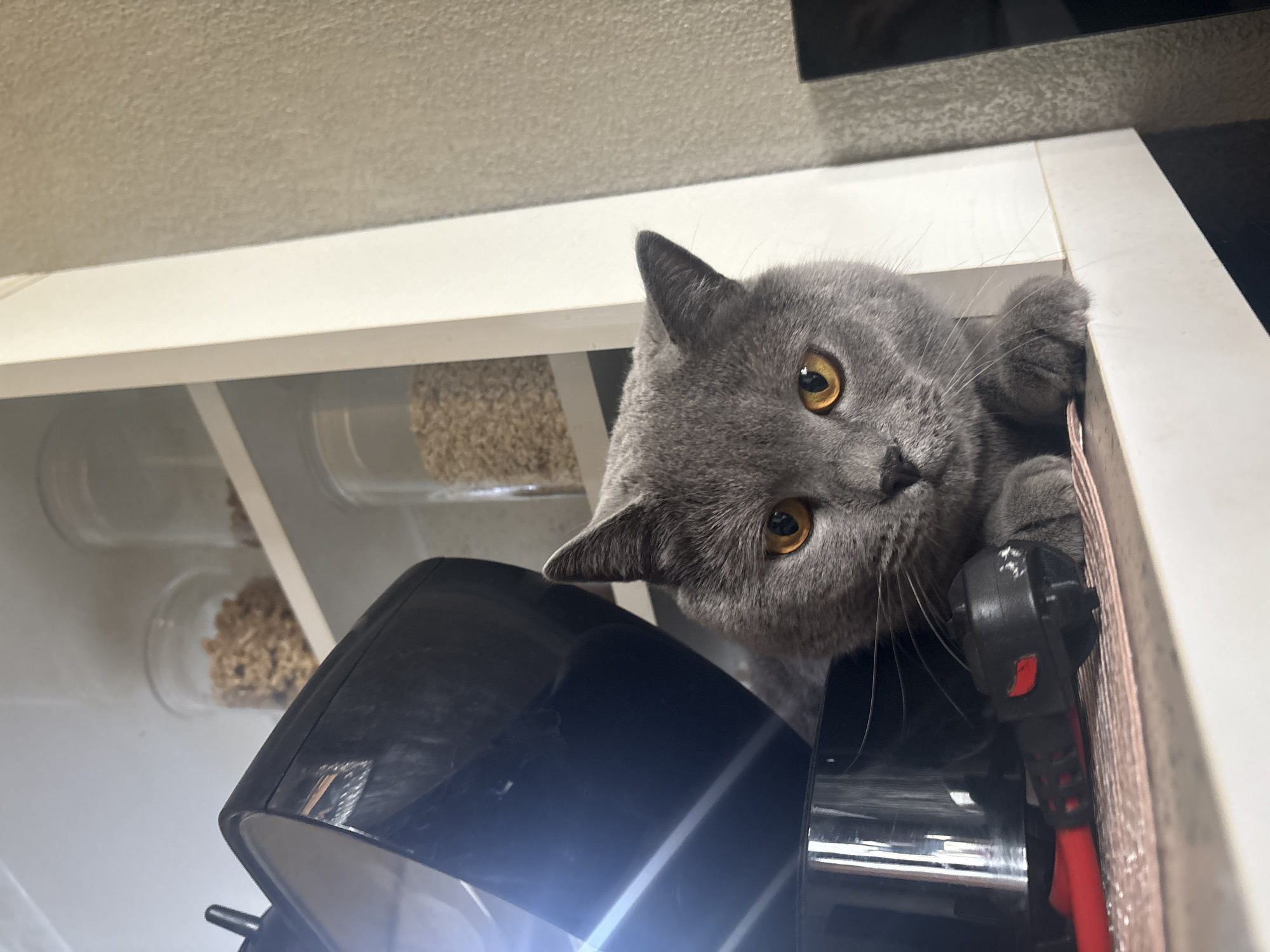 A grey cat with amber eyes is peering out from inside a white cabinet. The cabinet contains clear cylindrical containers filled with light-brown granular material. A black appliance with red accents is also present in the cabinet. The location is unknown and cannot be determined from the image.