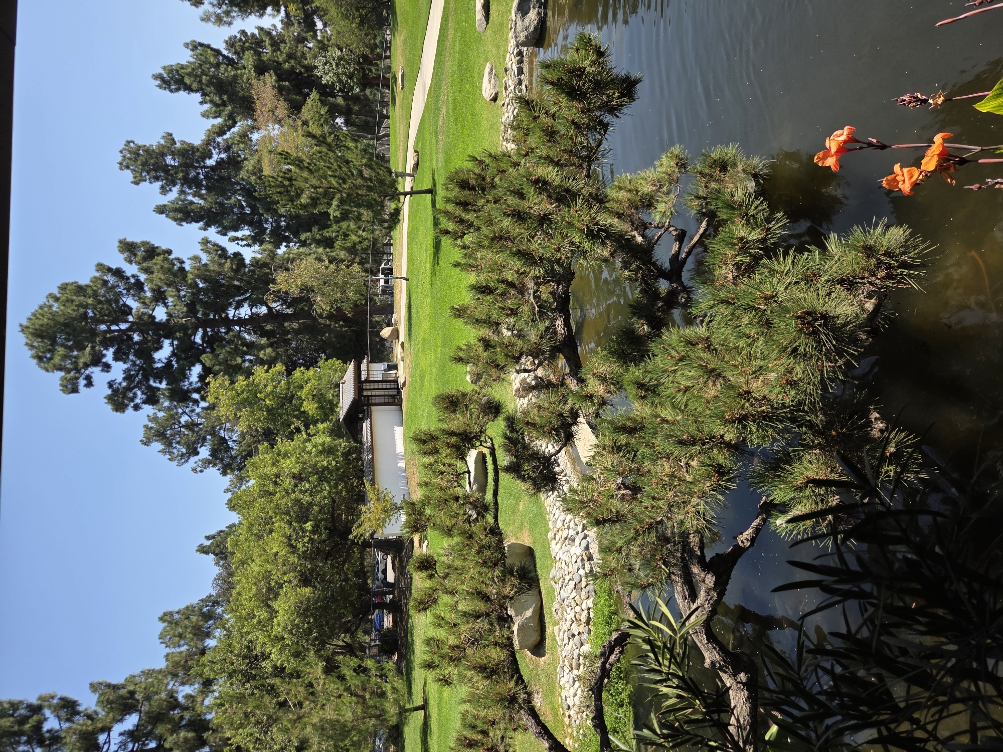 This image depicts a tranquil scene in a Japanese garden, likely located within Brand Park in Glendale, California, United States of America. The foreground is dominated by a lush pine tree with its branches arching over a dark, still pond. The pond's surface is partially obscured by the reflection of the tree and dark green foliage. On the right side of the pond, two vibrant orange Canna lilies are in bloom, adding a splash of color to the otherwise natural palette.
Beyond the pond, a meticulously manicured lawn stretches out, punctuated by a winding concrete path that leads towards a traditional Japanese building with a dark-tiled roof and white walls. Several mature trees, including tall pines and leafy deciduous trees, surround the lawn, their green canopies creating a sense of depth and seclusion. In the background, a few cars are visible parked on a road, hinting at the presence of an urban environment beyond the garden's peaceful confines. The sky above is a clear, bright blue, indicating a sunny day. The overall impression is one of serene beauty and careful horticultural design, characteristic of a Japanese garden.