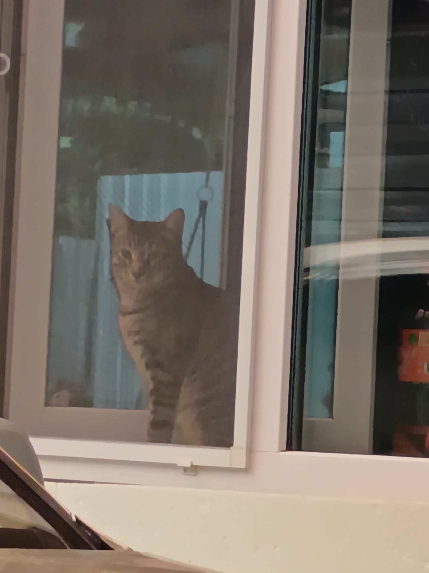 A tabby cat is looking out of a window. The cat is positioned in the center of the frame and is facing the viewer. The window is large and appears to be part of a building. The background outside the window is blurry, but it appears to be an outdoor setting with some vegetation. There is a white frame around the window. The image is taken at night or in low light conditions, as indicated by the reflections on the glass and the general dimness of the scene. There is no indication of the city of Sorochinsk, Russia in this image.