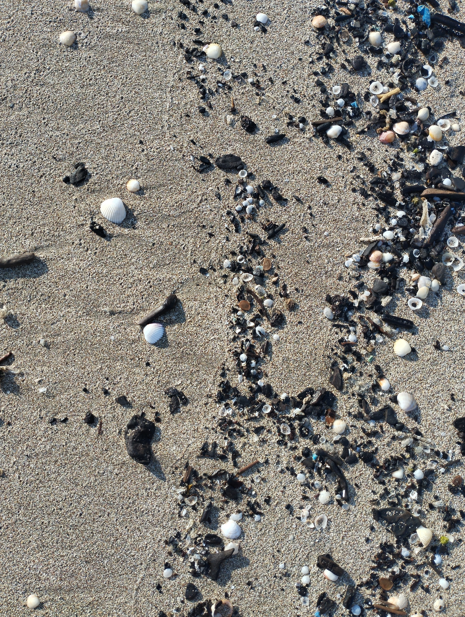The image is an overhead shot of a sandy beach with scattered debris. The sand is light brown and appears wet in some areas, suggesting it is close to the waterline. The debris consists of various small objects, including:
* **Shells:** Numerous small white, pink, and beige shells of different shapes and sizes are visible, some intact and others broken.
* **Dark organic material:** Chunks of dark, possibly burnt, organic matter are mixed in with the sand and shells. This could be driftwood, seaweed, or other beach detritus.
* **Small stones and pebbles:** A few small, dark-colored stones and pebbles are present.
* **Possible plastic fragments:** In some areas, there appear to be small, colorful fragments that could be pieces of plastic, though they are not clearly identifiable.
The lighting suggests it is daytime, with shadows cast by some of the larger debris pieces, indicating a light source from the upper right. There are no people or animals visible in the image. The scene depicts a typical natural accumulation of beach material and organic debris.