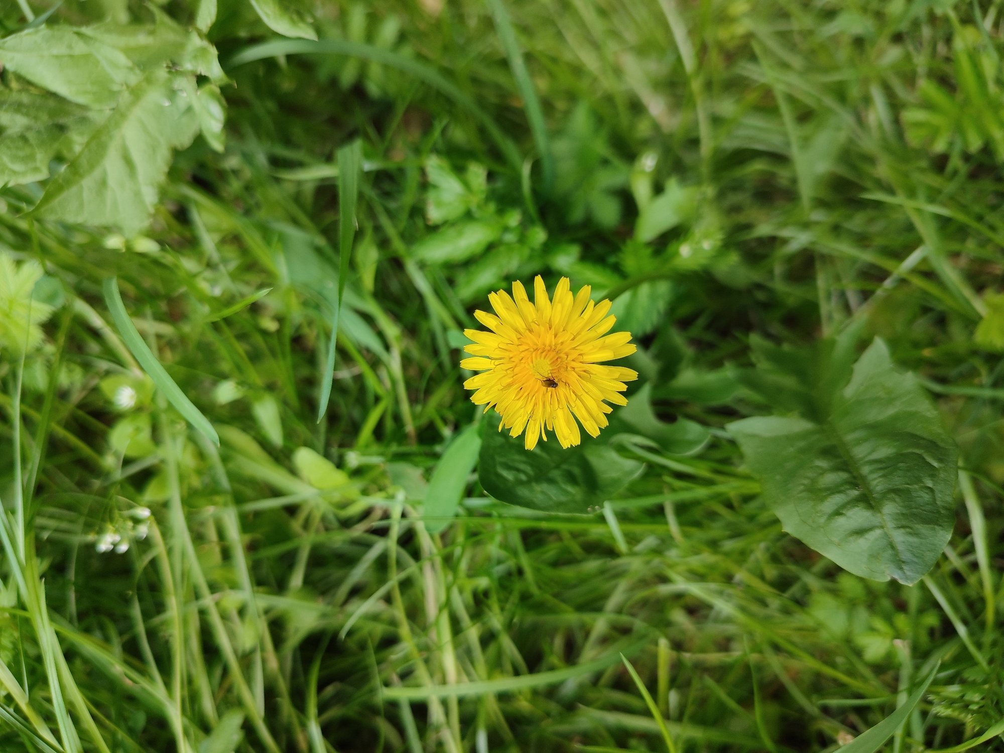 This is a close-up, eye-level shot of a single yellow dandelion flower in a field of green grass. The dandelion is in full bloom with its petals spread wide, and a small black insect is visible on the flower's surface. The surrounding grass is lush and varied in length, with some blades appearing sharper and more defined than others, suggesting motion or a shallow depth of field. In the background, there are larger green leaves, some of which are out of focus. The overall impression is one of a natural outdoor setting, likely a meadow or park, possibly in Vsevolozhsk, Russia. The lighting appears to be natural daylight, suggesting daytime. There is no visible text in the image. The focus on the dandelion and the insect implies a detail-oriented perspective, highlighting the small life within the larger landscape.