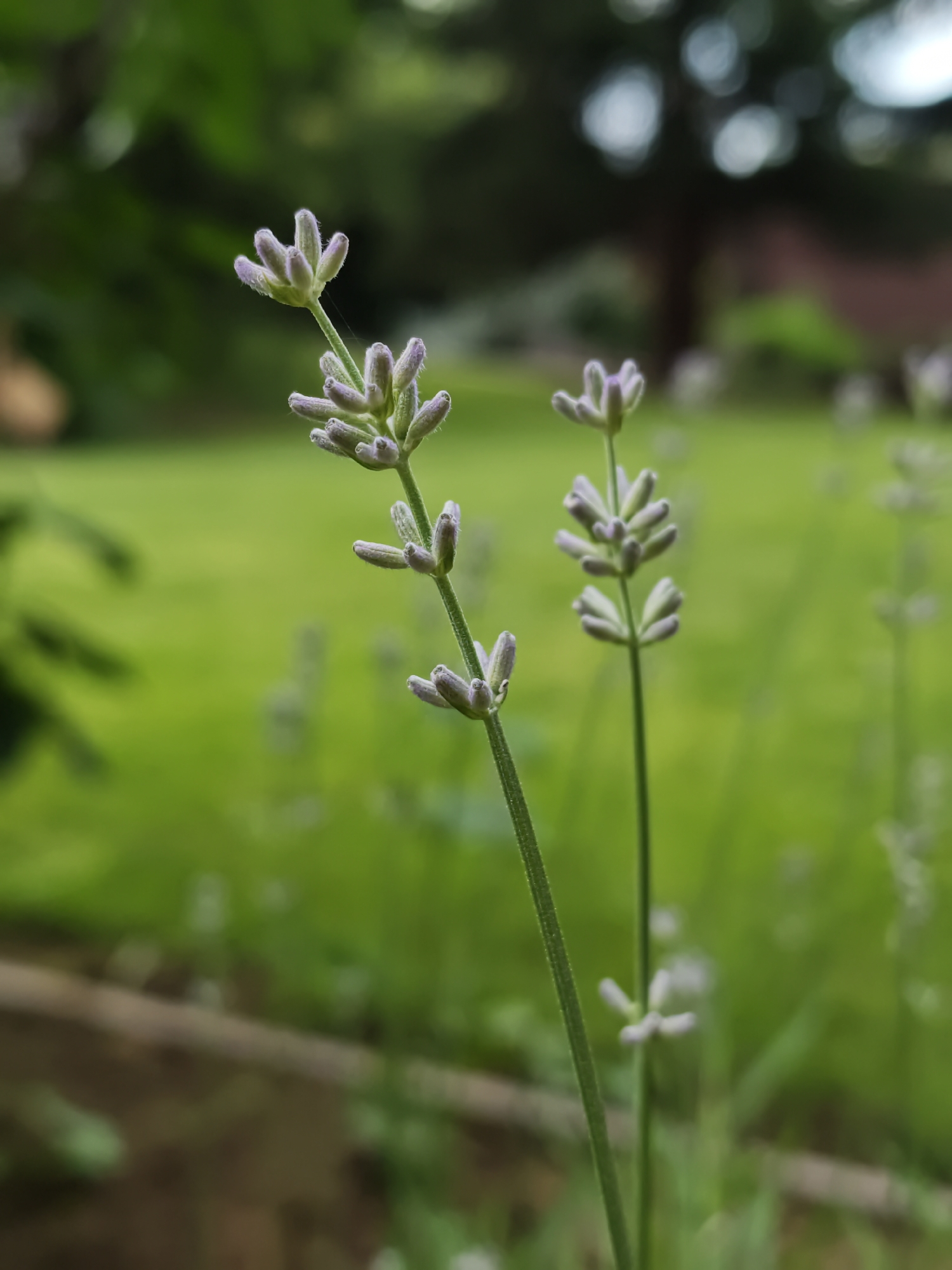 The image shows a close-up view of two unbloomed lavender stalks in a garden setting, with blurred green foliage and trees in the background. The lavender stalks have small, tightly clustered buds of a light purple or lavender color, some appearing fuzzy. The stalks are green and upright, with a few smaller buds or leaves branching off. The foreground is dark and slightly blurred, suggesting a natural outdoor environment. The scene appears to be a tranquil garden. No people are visible. The location is stated to be Angarskie Khutora, Russia, which is an urban settlement within Irkutsk, Siberia.