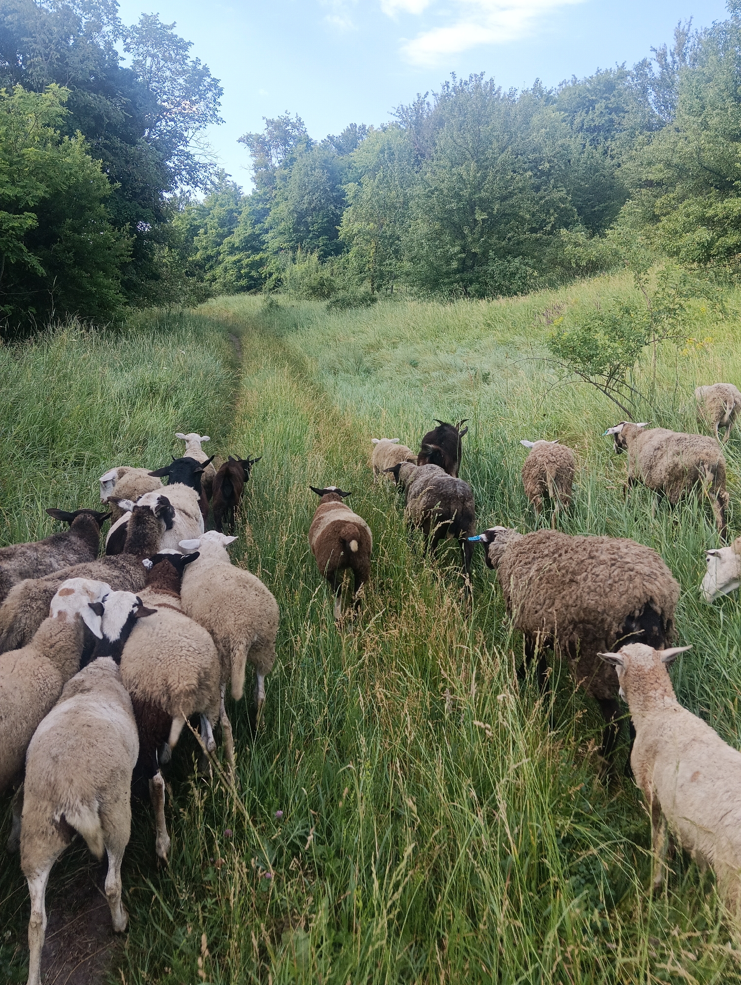 A flock of sheep is seen from behind walking through tall grass on a slight incline. The sheep are of various colors, including white, brown, and black. Some sheep have darker markings around their eyes and ears. The grass is a vibrant green, and a dirt path can be seen winding through it. In the background, there are dense trees that form a natural border around the grassy area. The sky is partially cloudy with patches of blue.