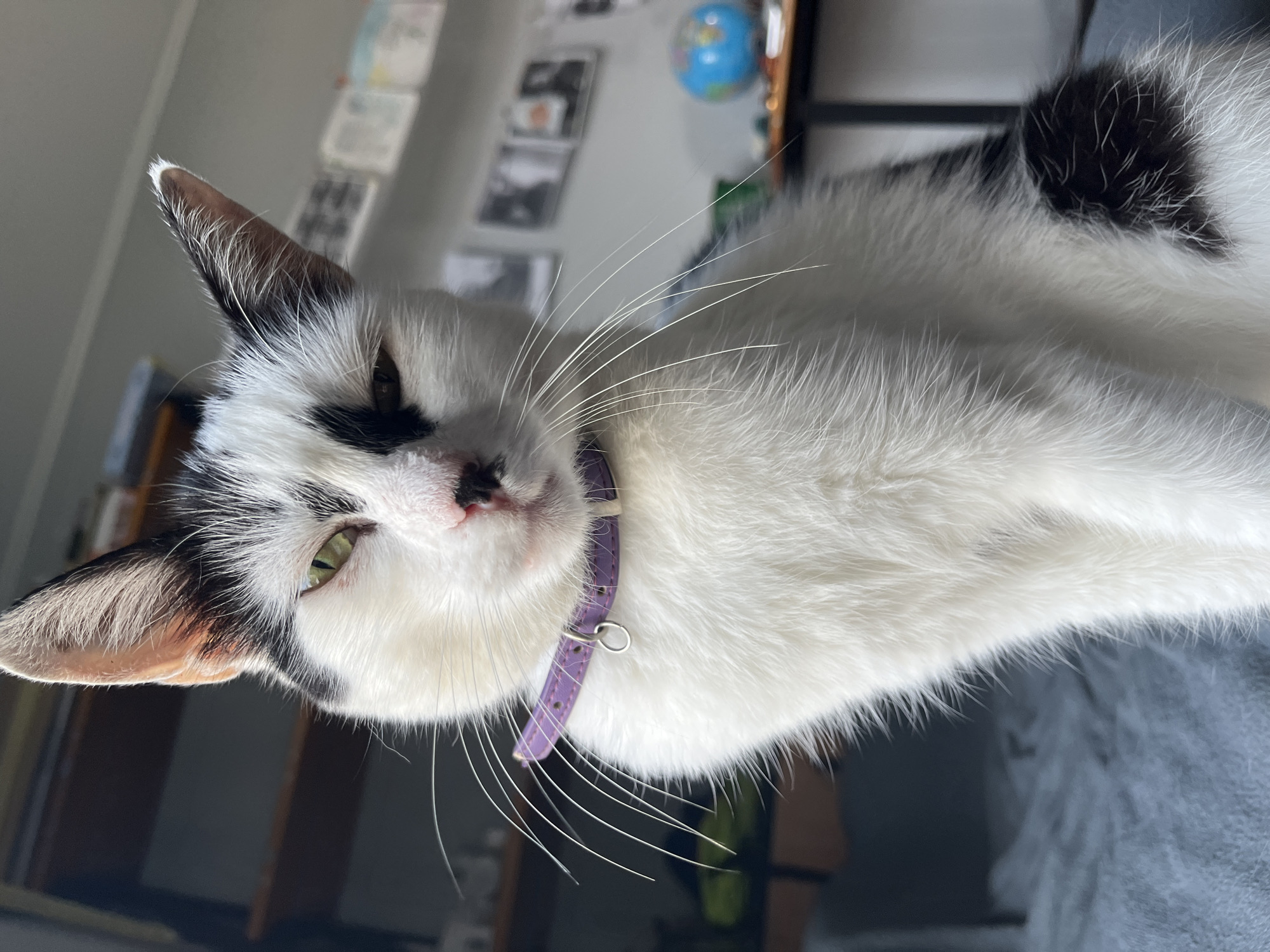 A black and white cat with green eyes and a purple collar sits on a gray surface, likely a bed or sofa. The cat is facing the camera, with its head tilted slightly to the left. The background is blurred, but appears to be an indoor setting with shelves containing various items, including framed pictures and a small globe. The lighting suggests it is daytime, with sunlight casting shadows in the background. The scene does not provide any information about its location in Ureki, Georgia.