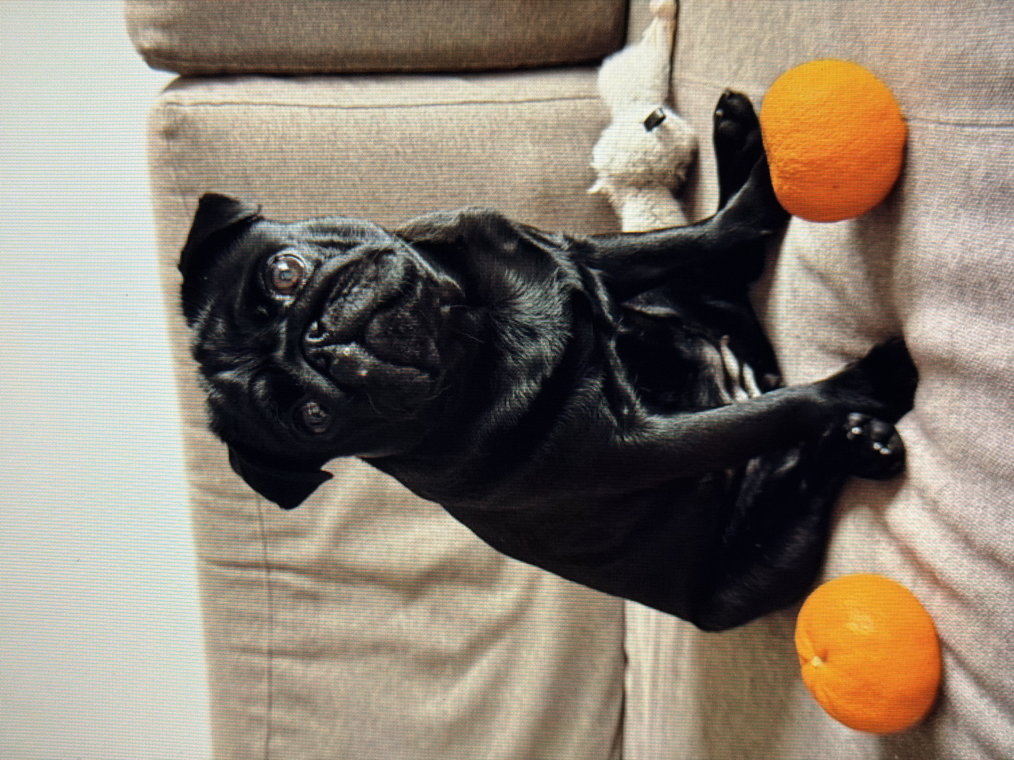 A black pug dog is lying on its back on a beige sofa. The dog's legs are spread out, and its head is tilted to the side, with its eyes wide open. Two oranges are placed on the sofa near the dog. A small white stuffed toy is also visible on the sofa behind the dog. The setting appears to be indoors, likely a living room. The lighting suggests daytime.